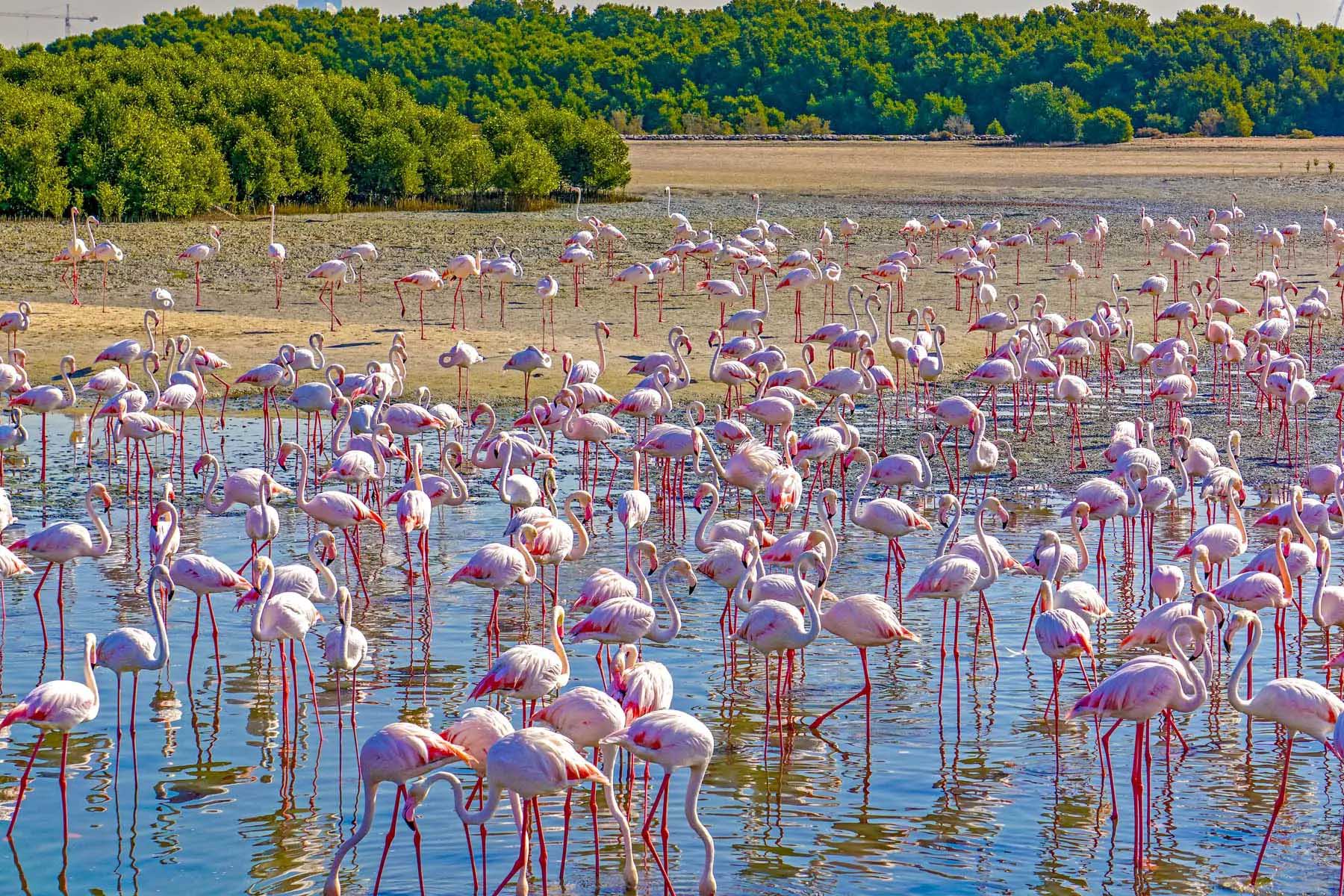 uae-flamingos