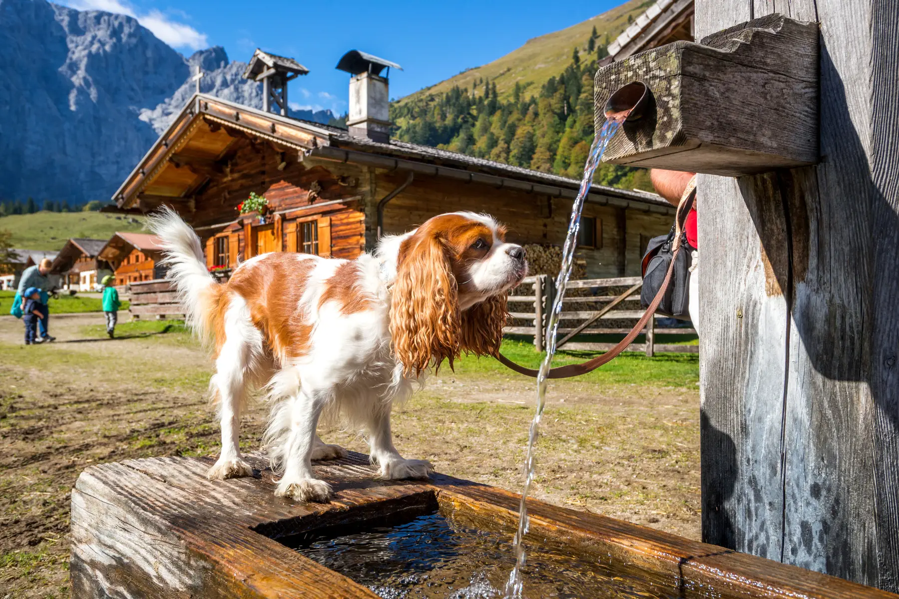 Dog drinking from a water fountain in rural Austria