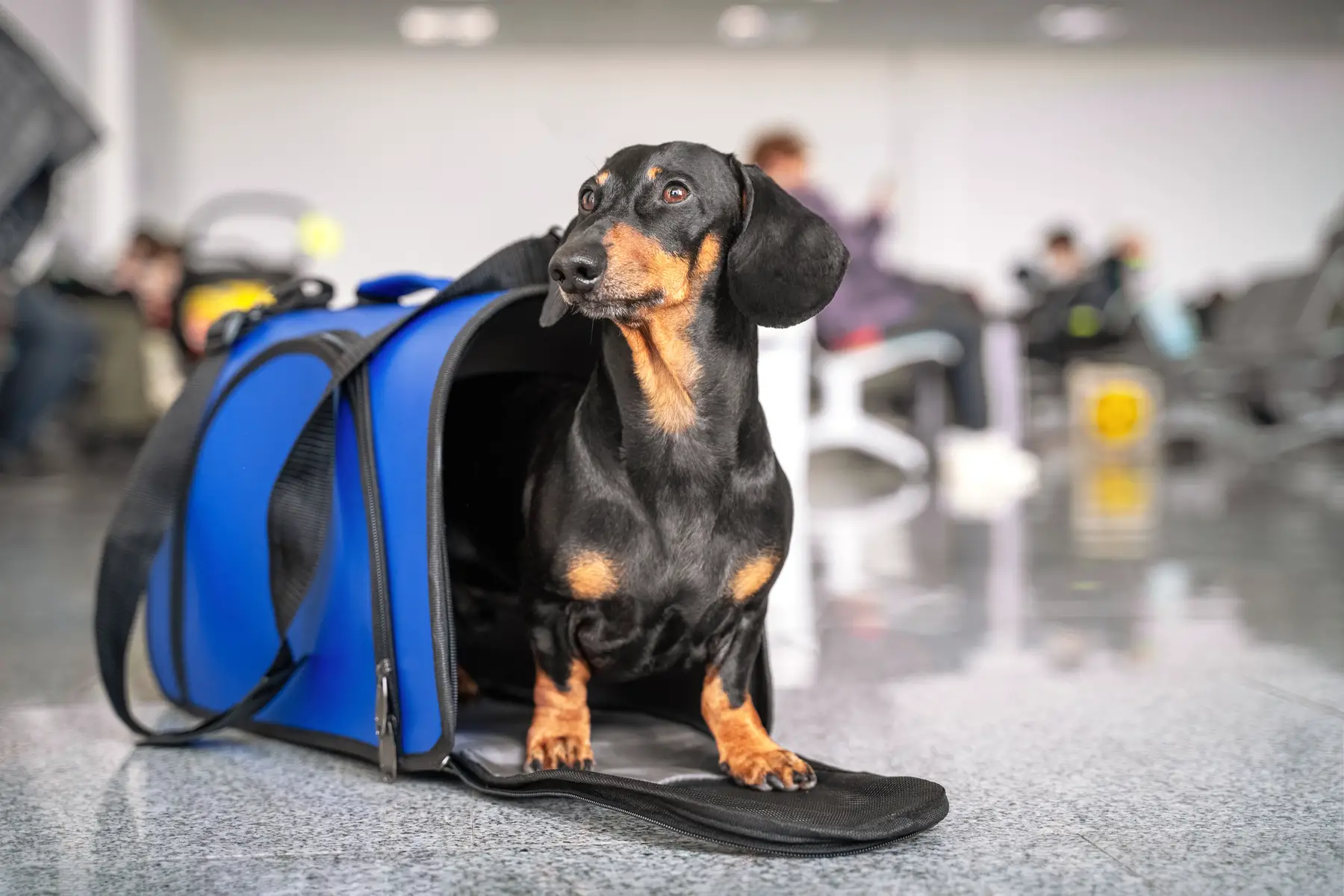 Small dog in a travel case