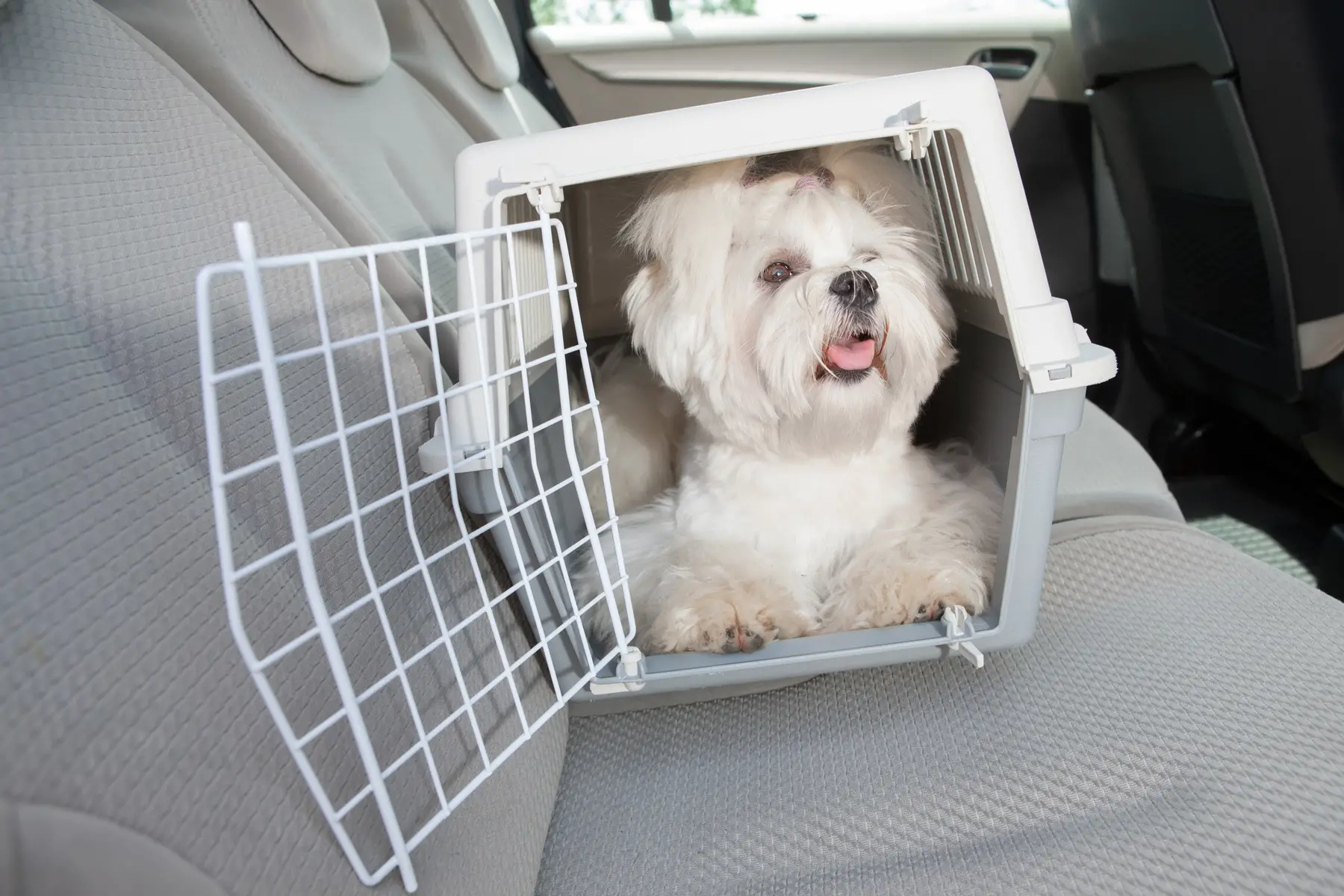 Transporting a small dog in a crate