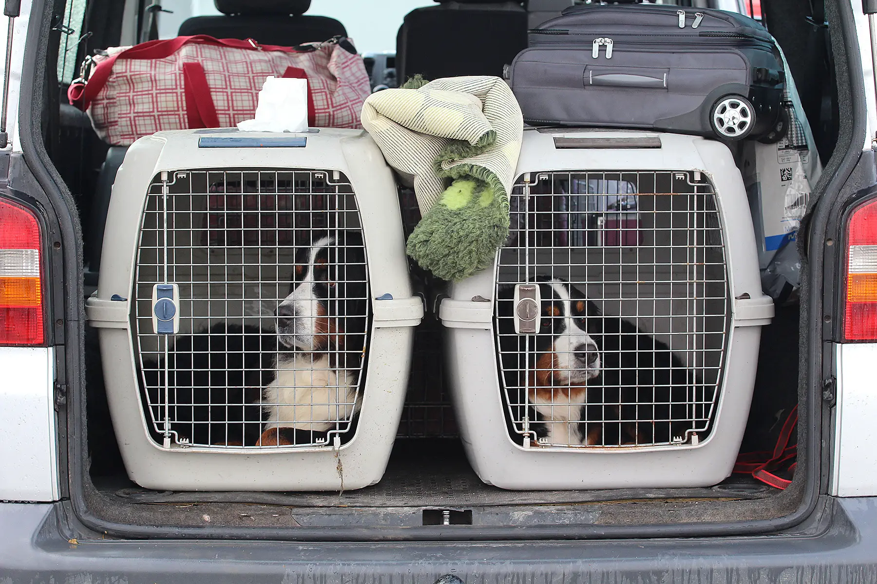 Two large dogs in car crates