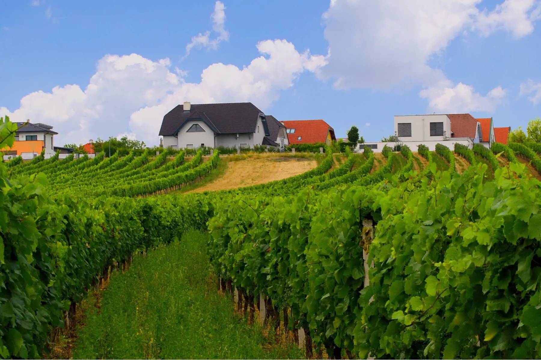 vineyards austria facts