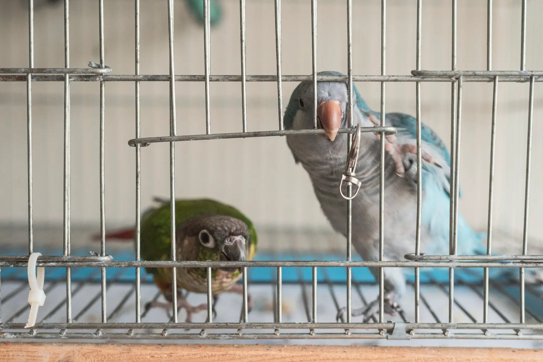 Two birds in a cage. One is opening the latch so the other can escape.