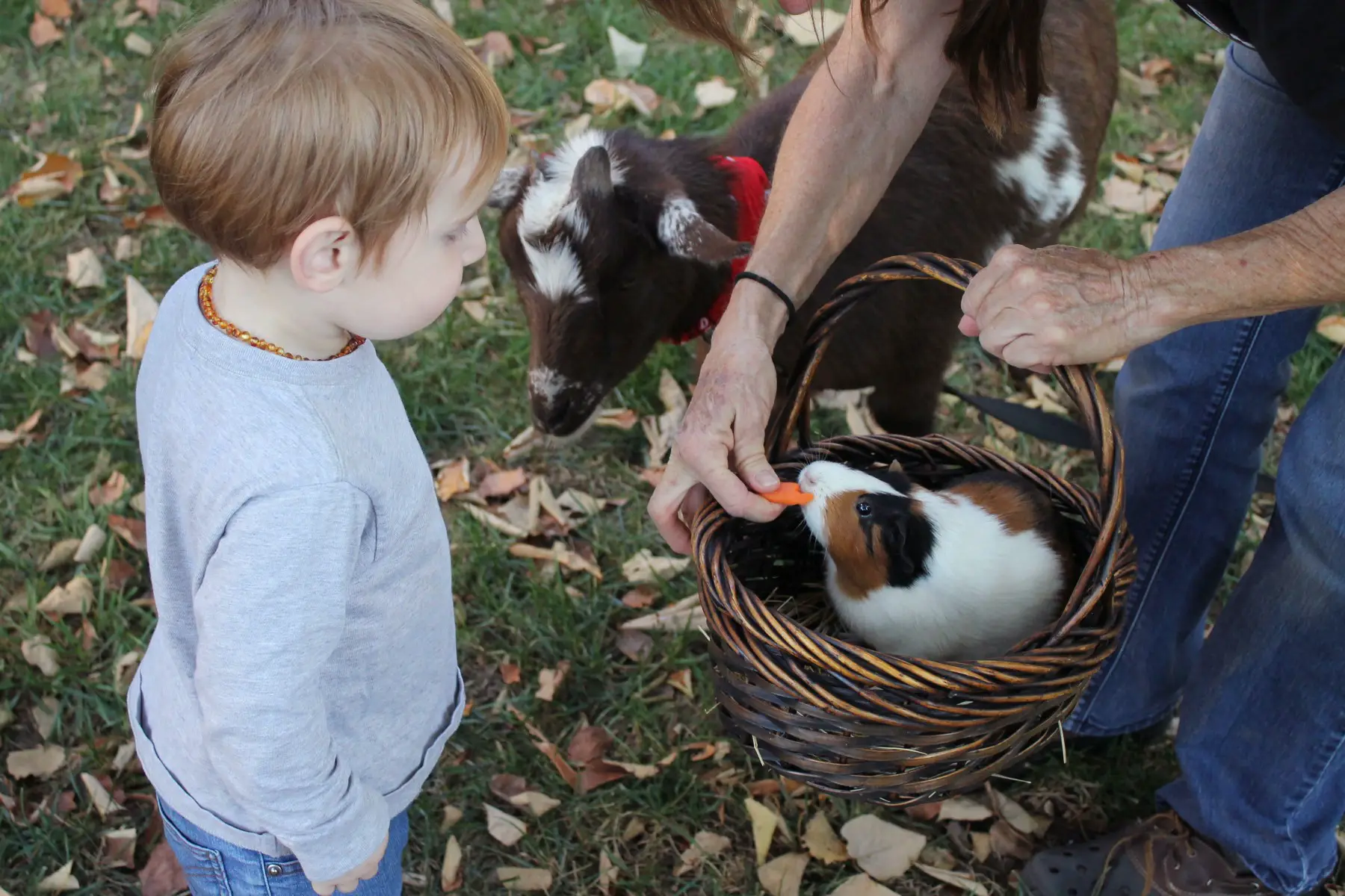 Boy looking at a guinea pig in a basket, with a small goat is standing near by. The basket is held by an adult who is also feeding the guinea pig a slice of carrot.