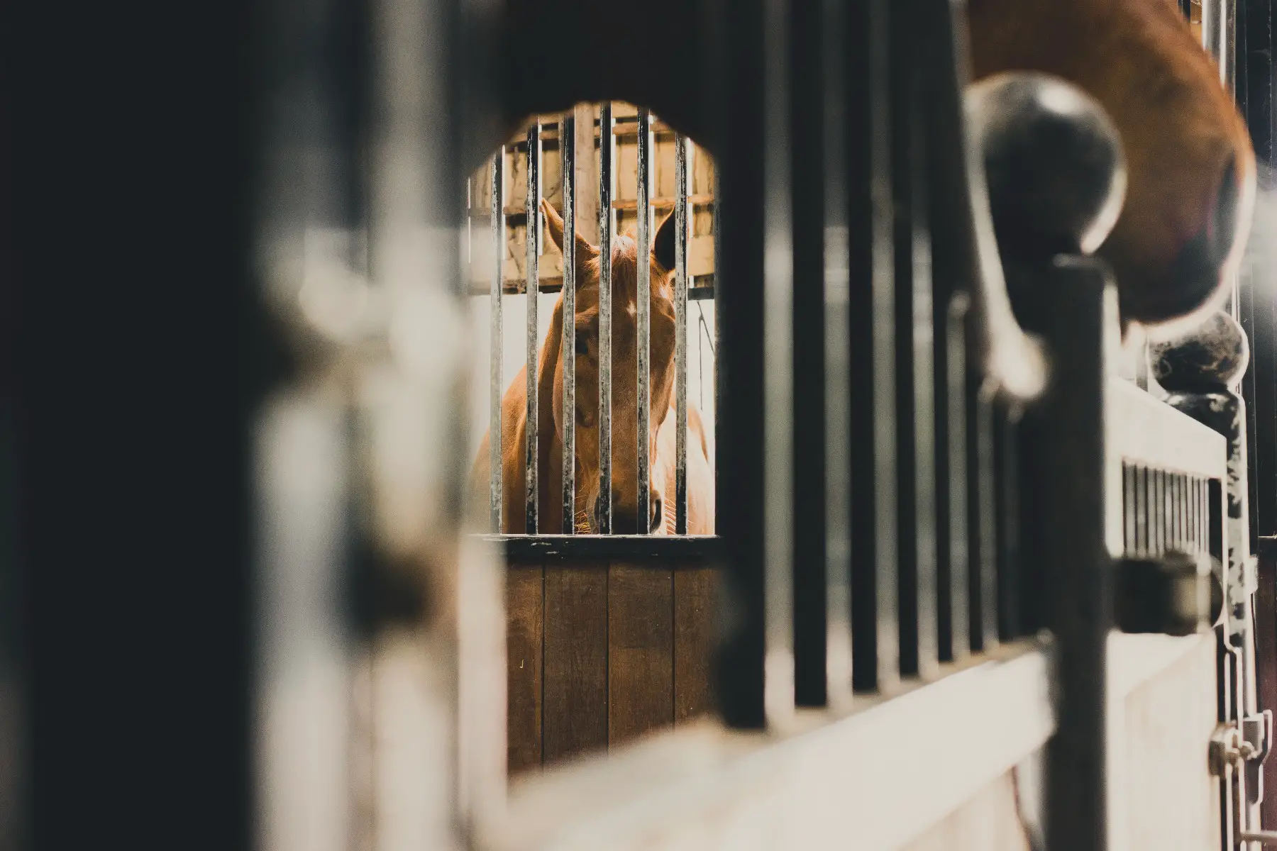 A horse behind bars of an expensive looking stable.