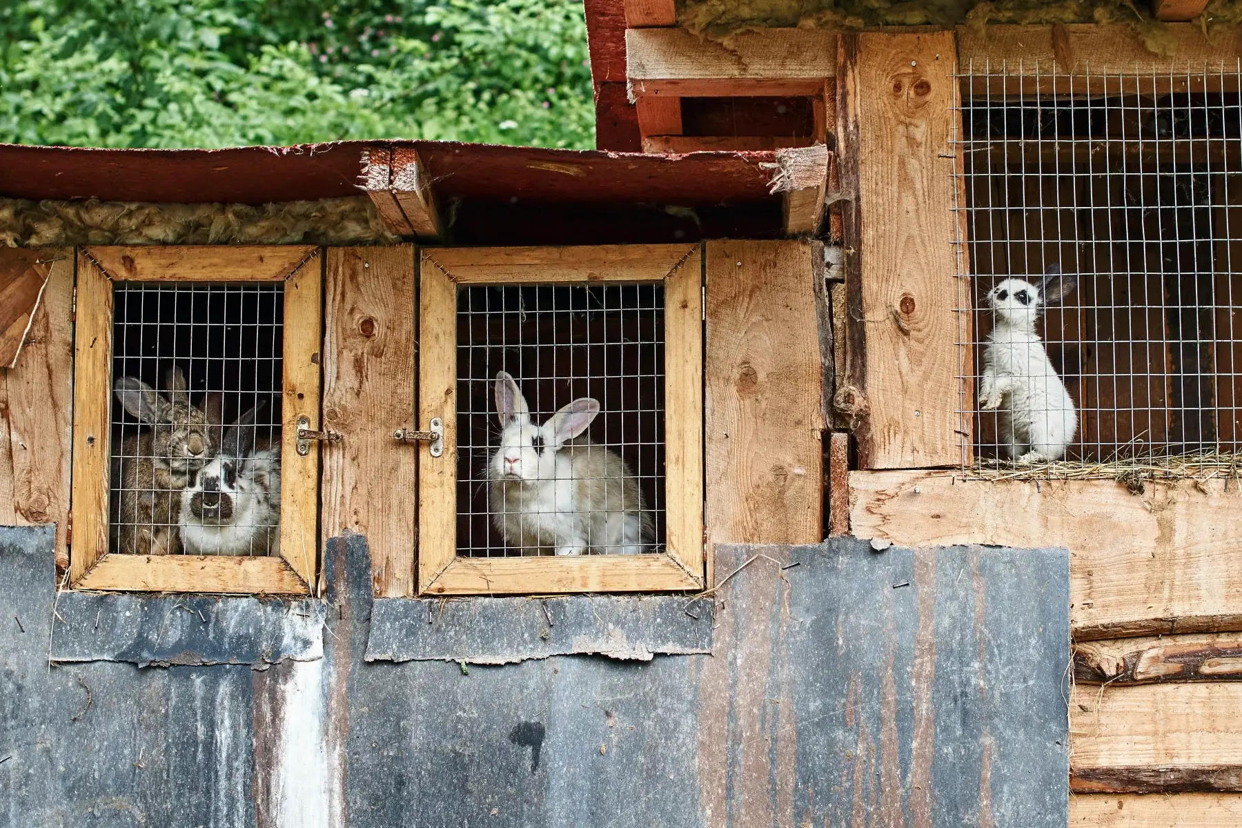 Rabbits in outdoor cages in Belgium waiting to be adopted