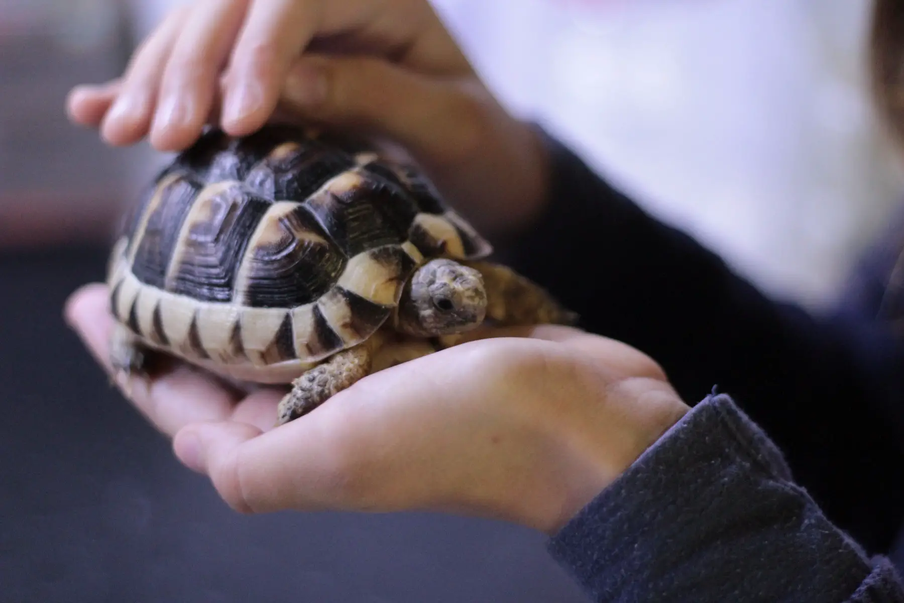 Pet tortoise looking a little under the weather, while they are held in the palm of a hand, with the other hand is petting them. 