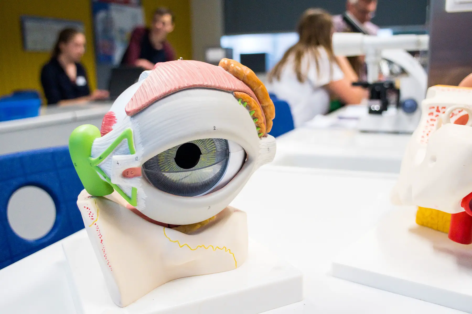A model of the eye with students out of focus in the background
