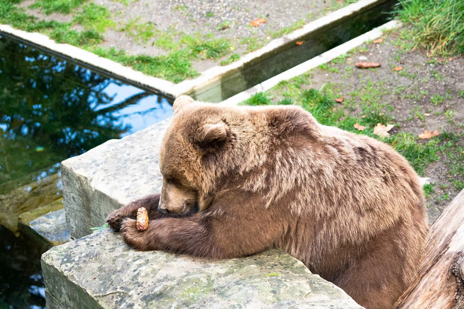 bears in Bern