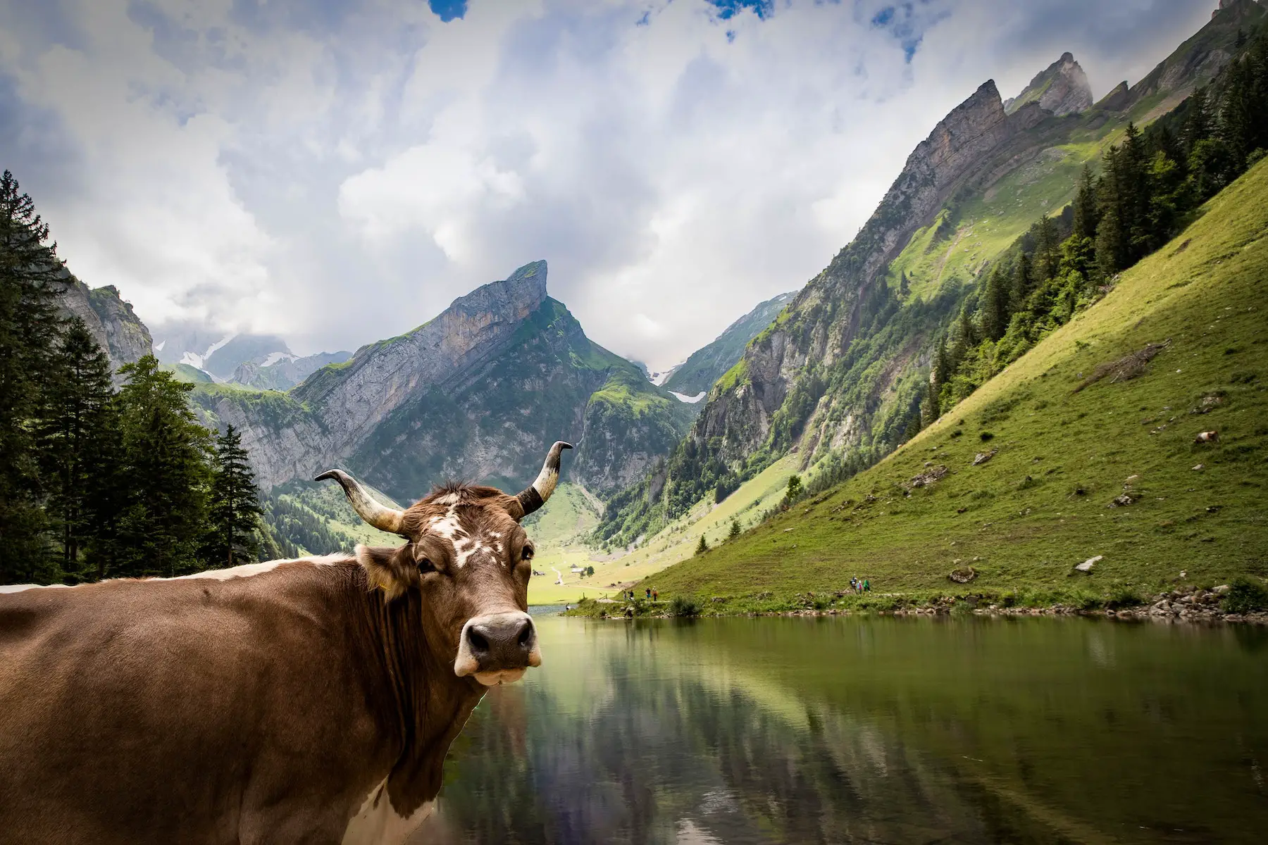 Bull in front of lake in Schwende district