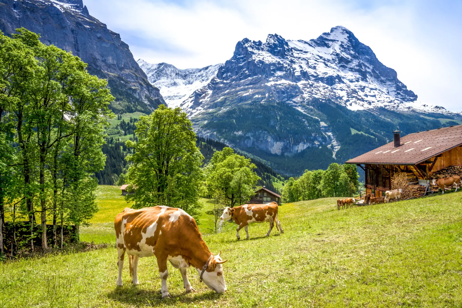 Dairy farm in Grindelwald