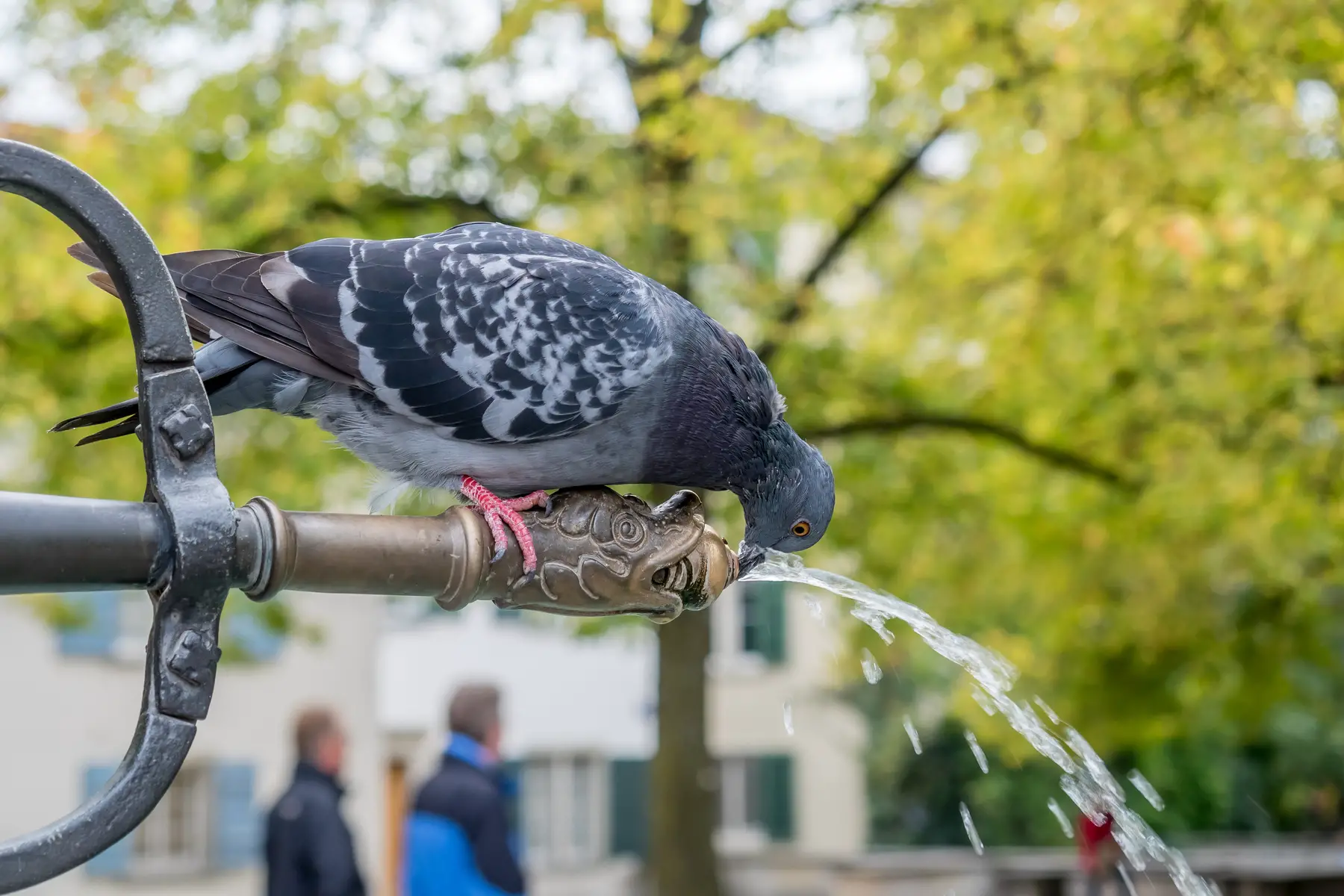 Pigeon drinking from a water fountain