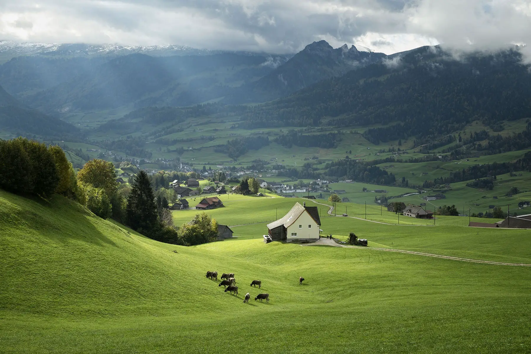 A detached home with cows in a nearby meadow, close by the Swiss alps.