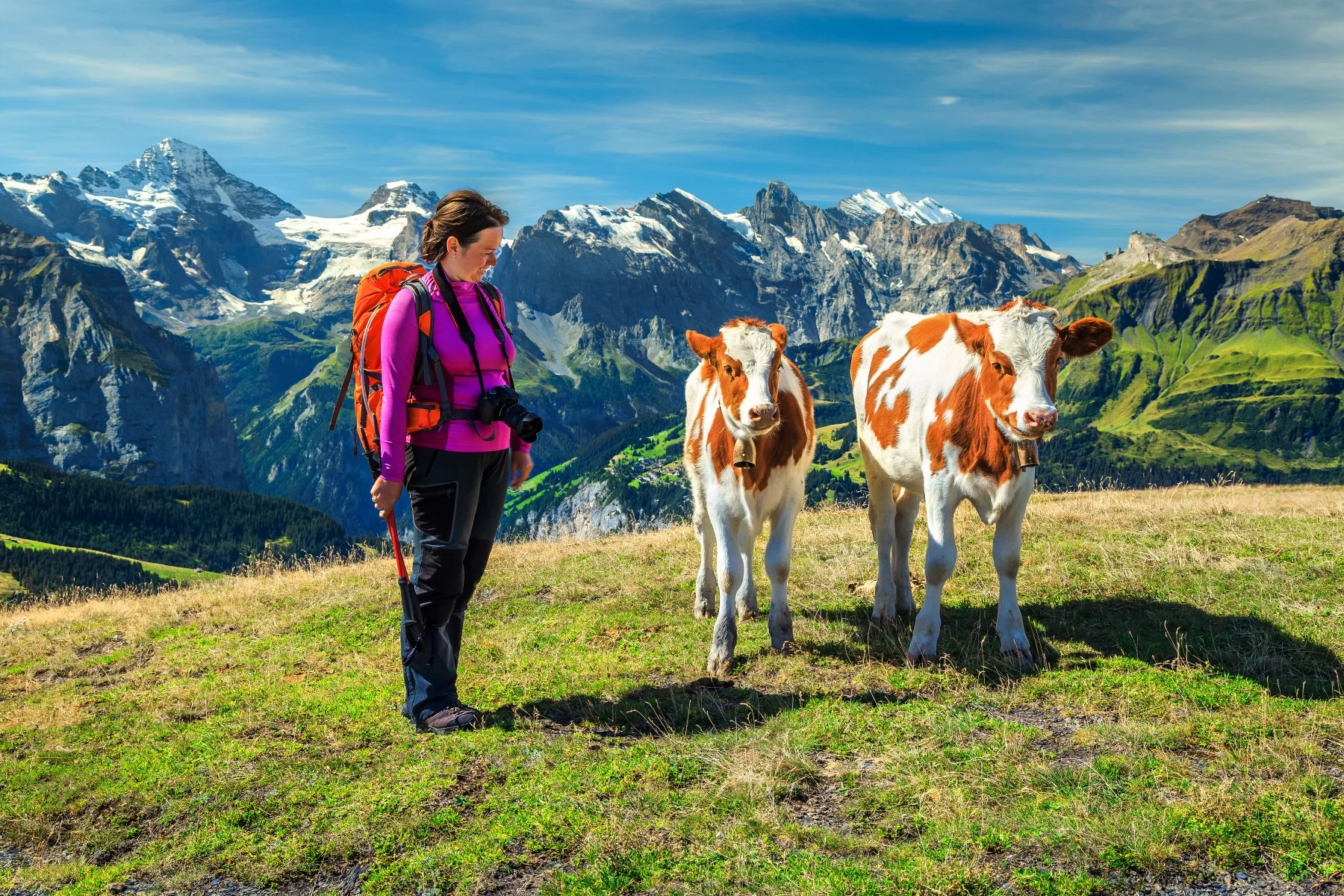 Woman with cows in the Swiss Alps