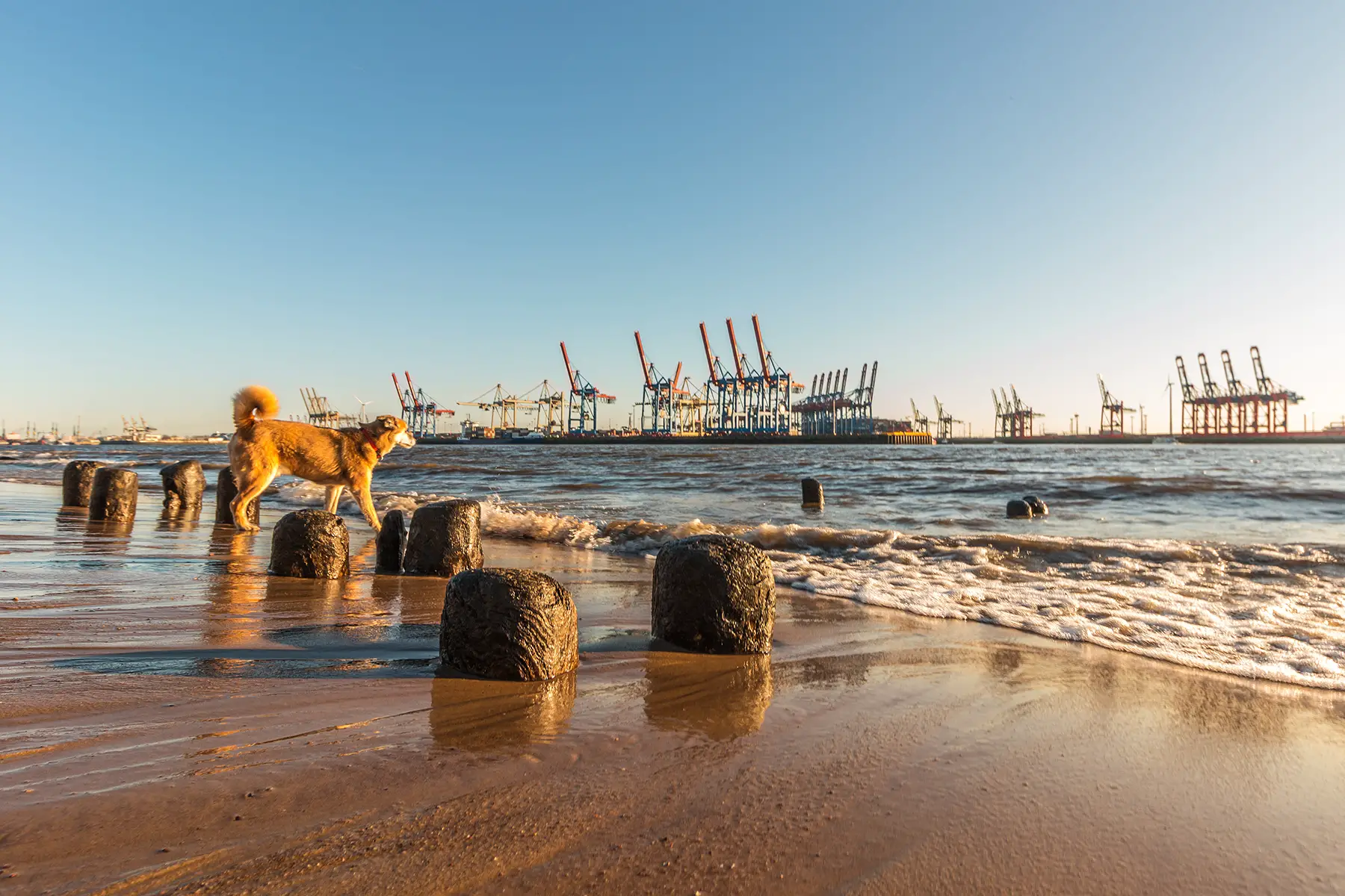 A dog playing on a beach in Hamburg
