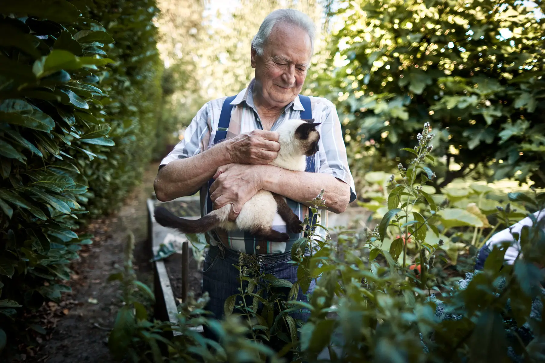 Elderly man standing in his garden, petting a siamese cat and smiling.