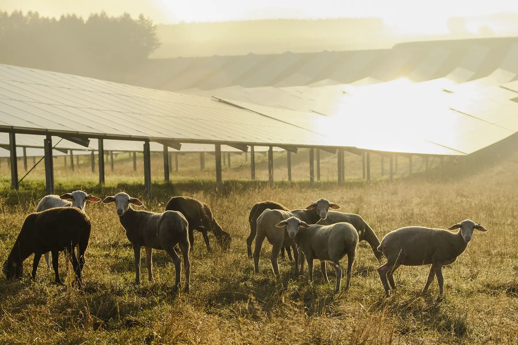 Field of solar panels surrounded by grazing sheep