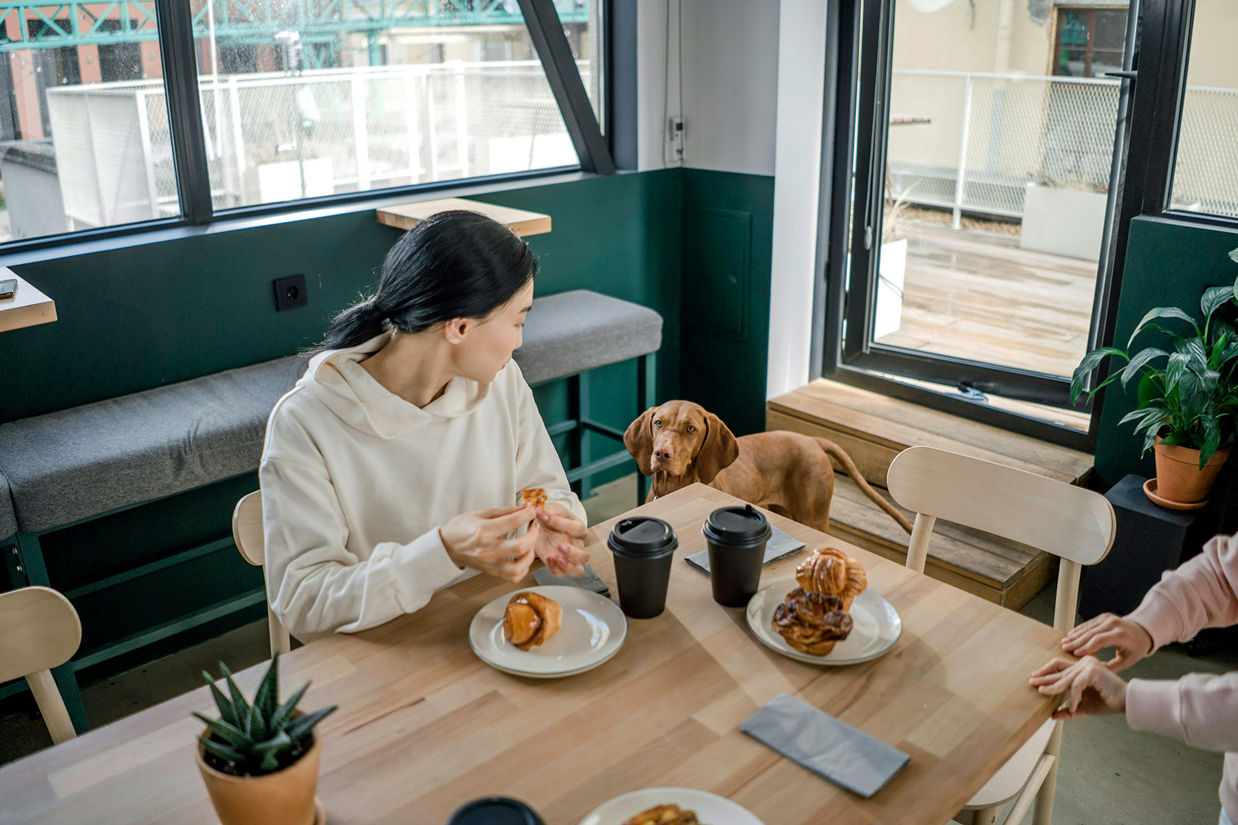 Dog begging their owner for a piece of her breakfast. She's sitting at the table, eating a pastry and looking at the dog. 