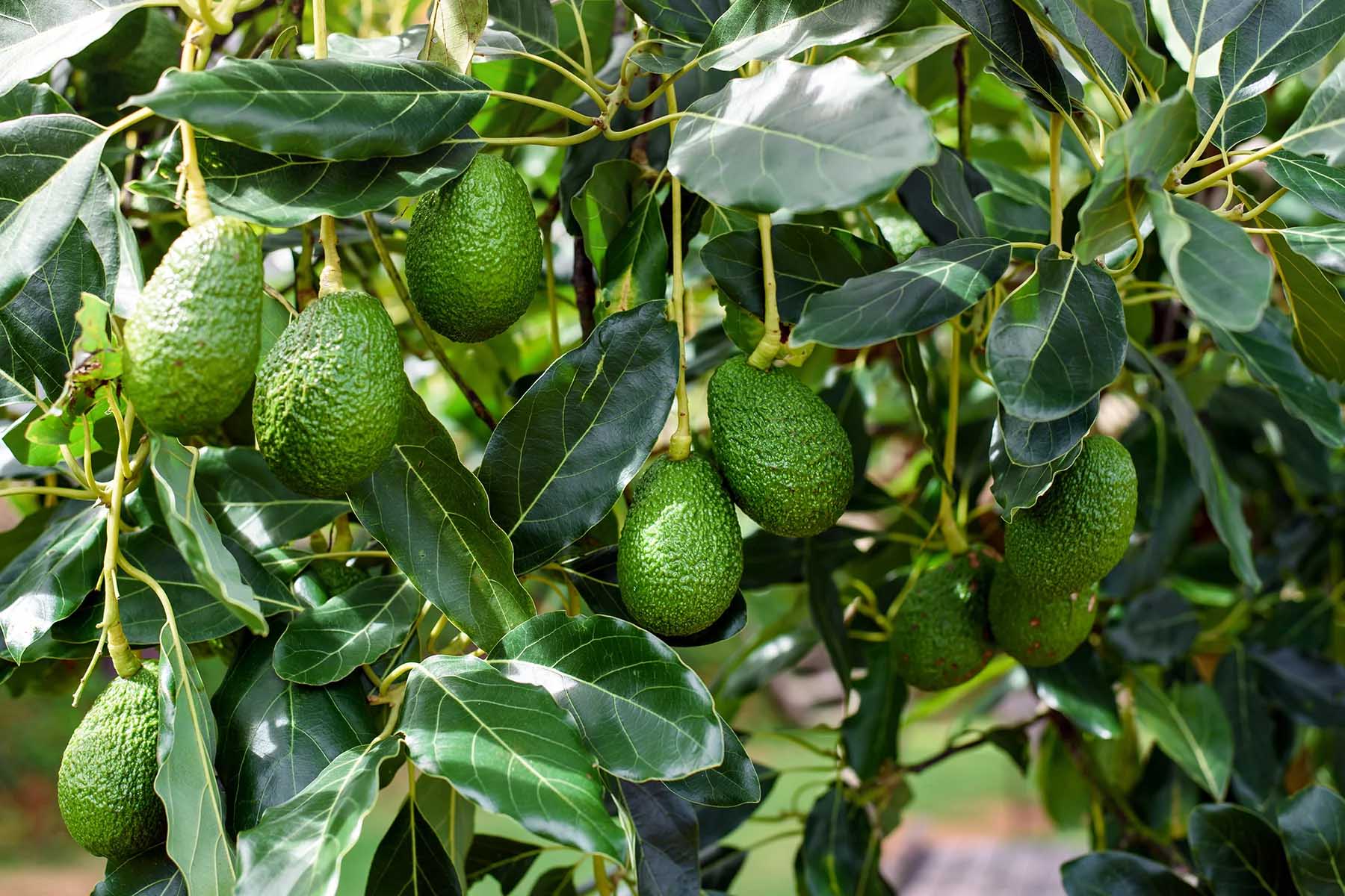 Fun fact: both the English and Spanish words for 'avocado' come from Nahuatl