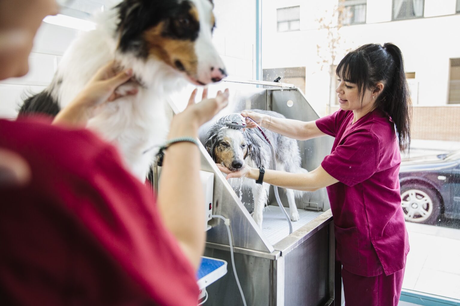 The interior of a dog grooming salon, a groomer is giving a large dog a bath