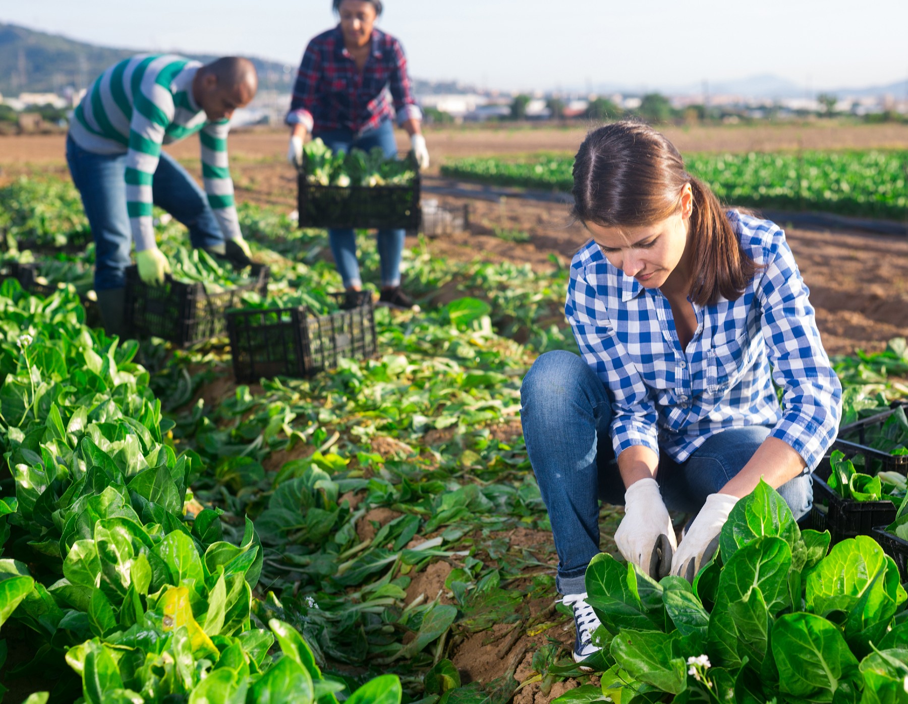 Woman working in a lettuce field in Spain