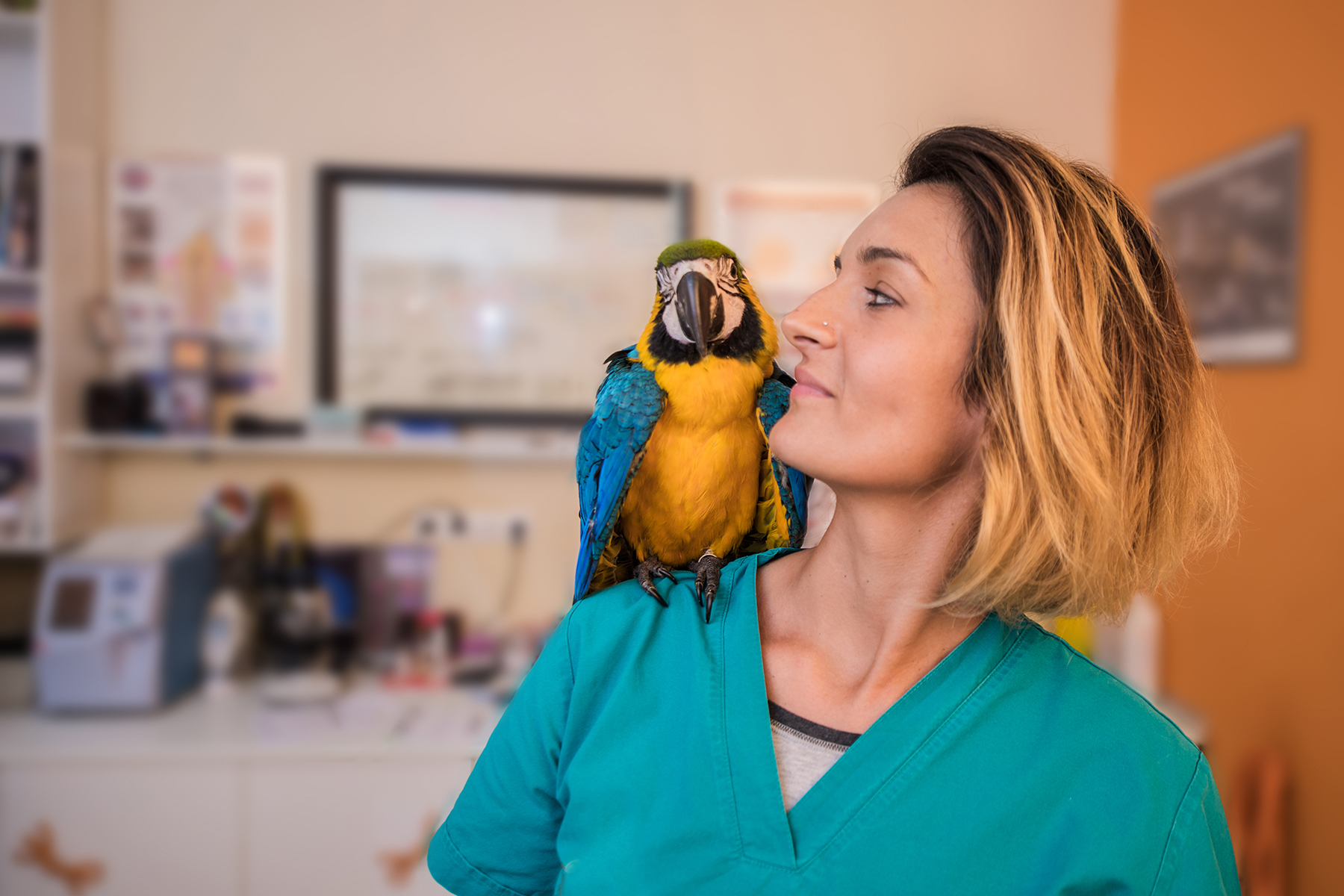 Parrot sitting on veterinarian's shoulder