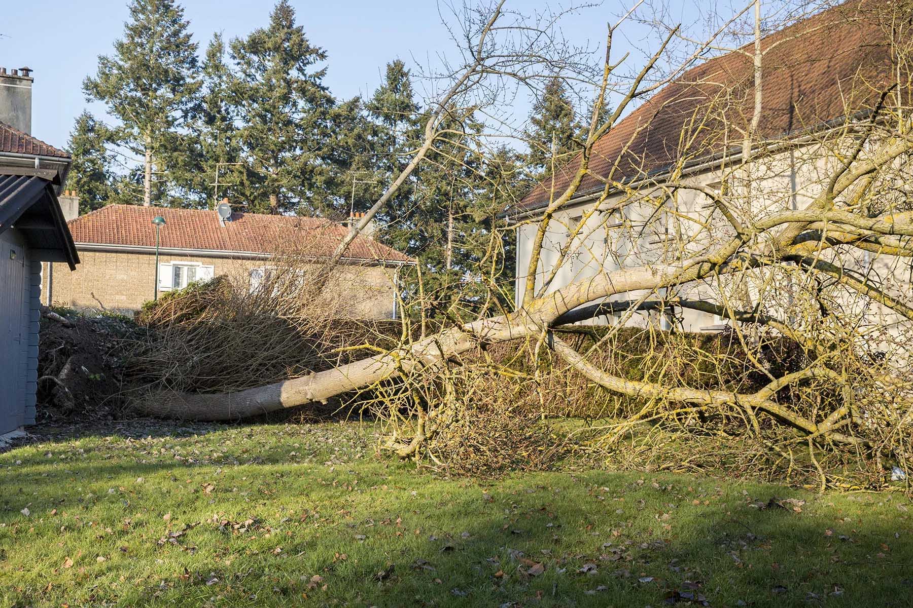 A tree has fallen in the backyard of someone's house, causing loads of damage.