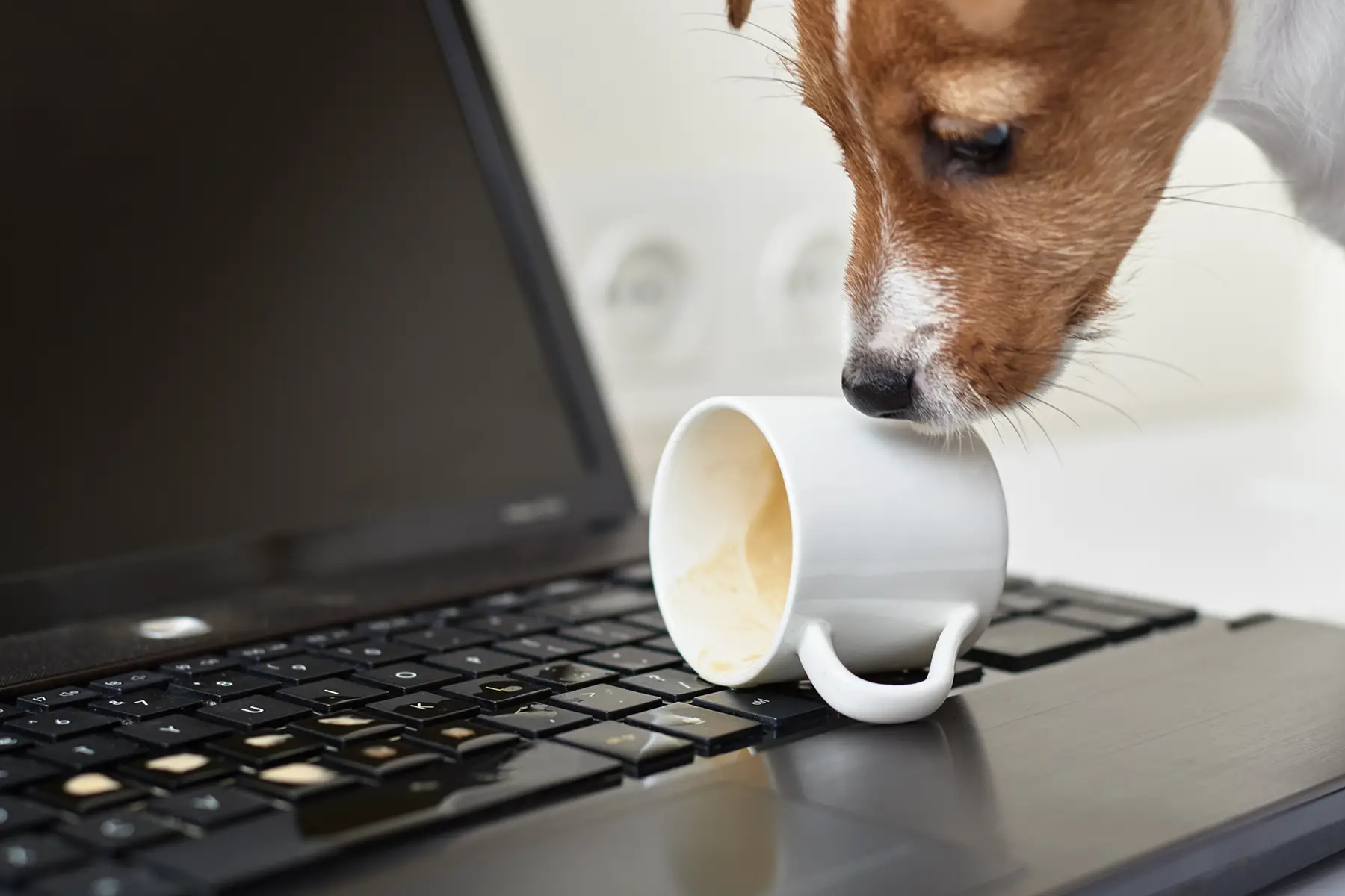 A dog spills coffee on a laptop
