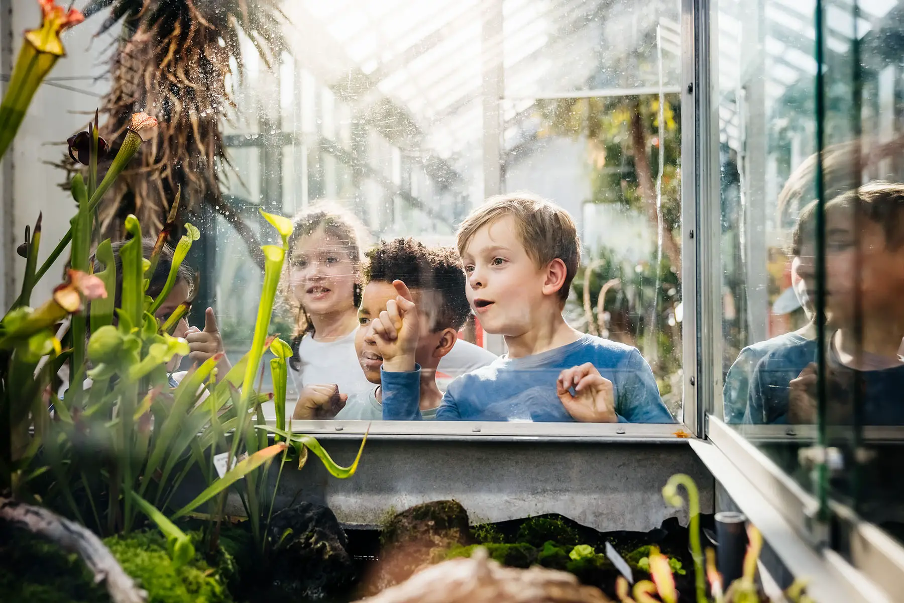 Some young children looking at exotic carnivorous plants on display in a greenhouse while on a school trip.