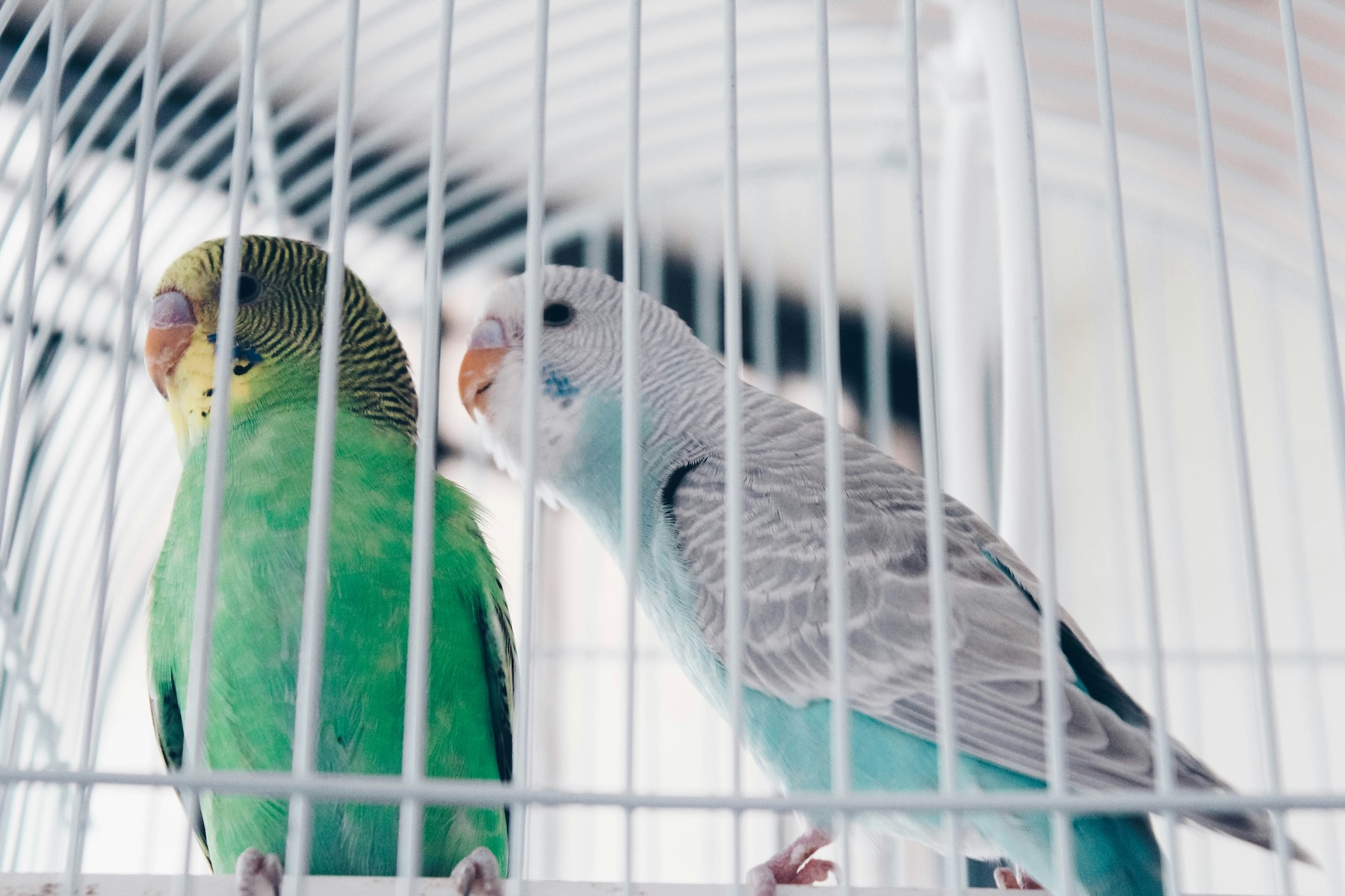 One green and one blue parakeet together in their cage