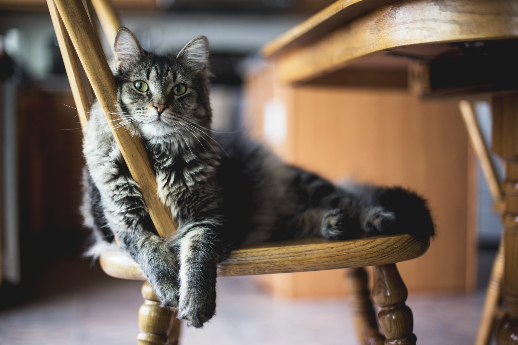 A majestic long-haired house cat lies leisurely on a wooden dining chair