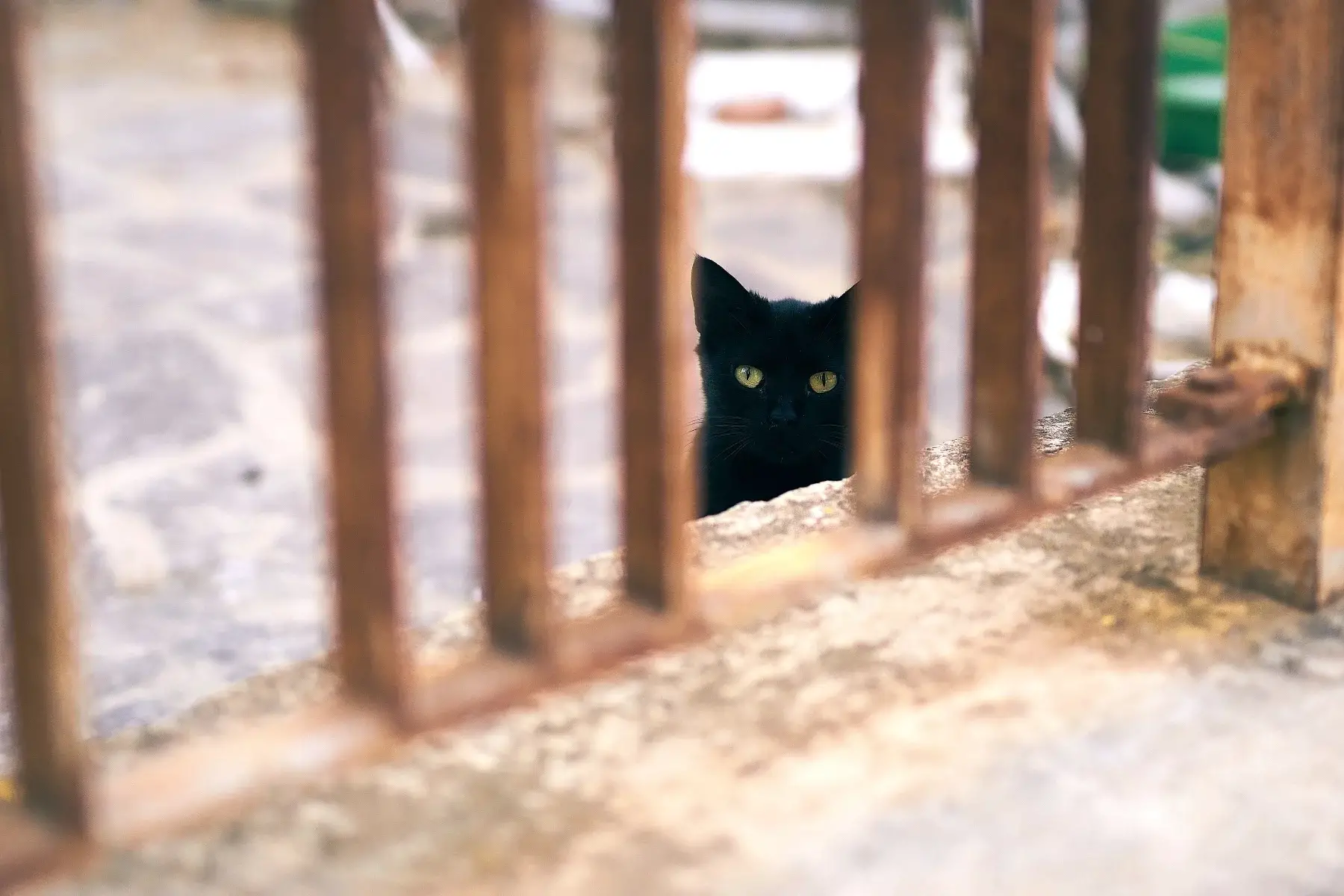 A black cat looking through railings. There is a superstition in Italy that causes bad luck if you cross a black cat's path.
