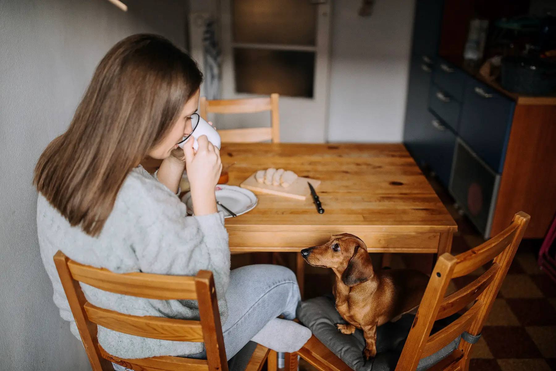 A woman is drinking coffee at the kitchen table, while her dachshund sits watching on the chair next to her.
