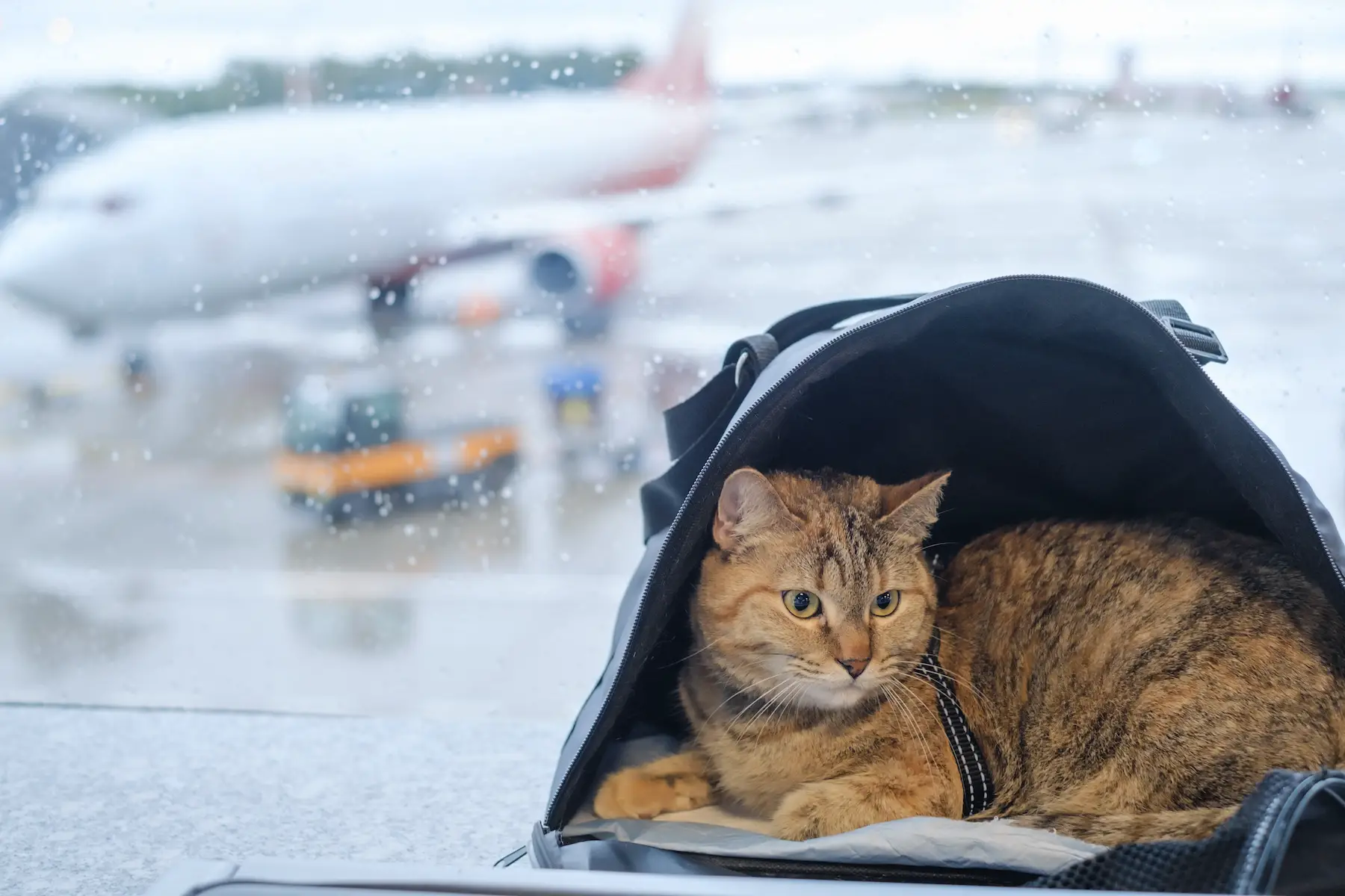 A tabby cat lays in an open carrier bag on the windowsill of an airport with a plane in the background