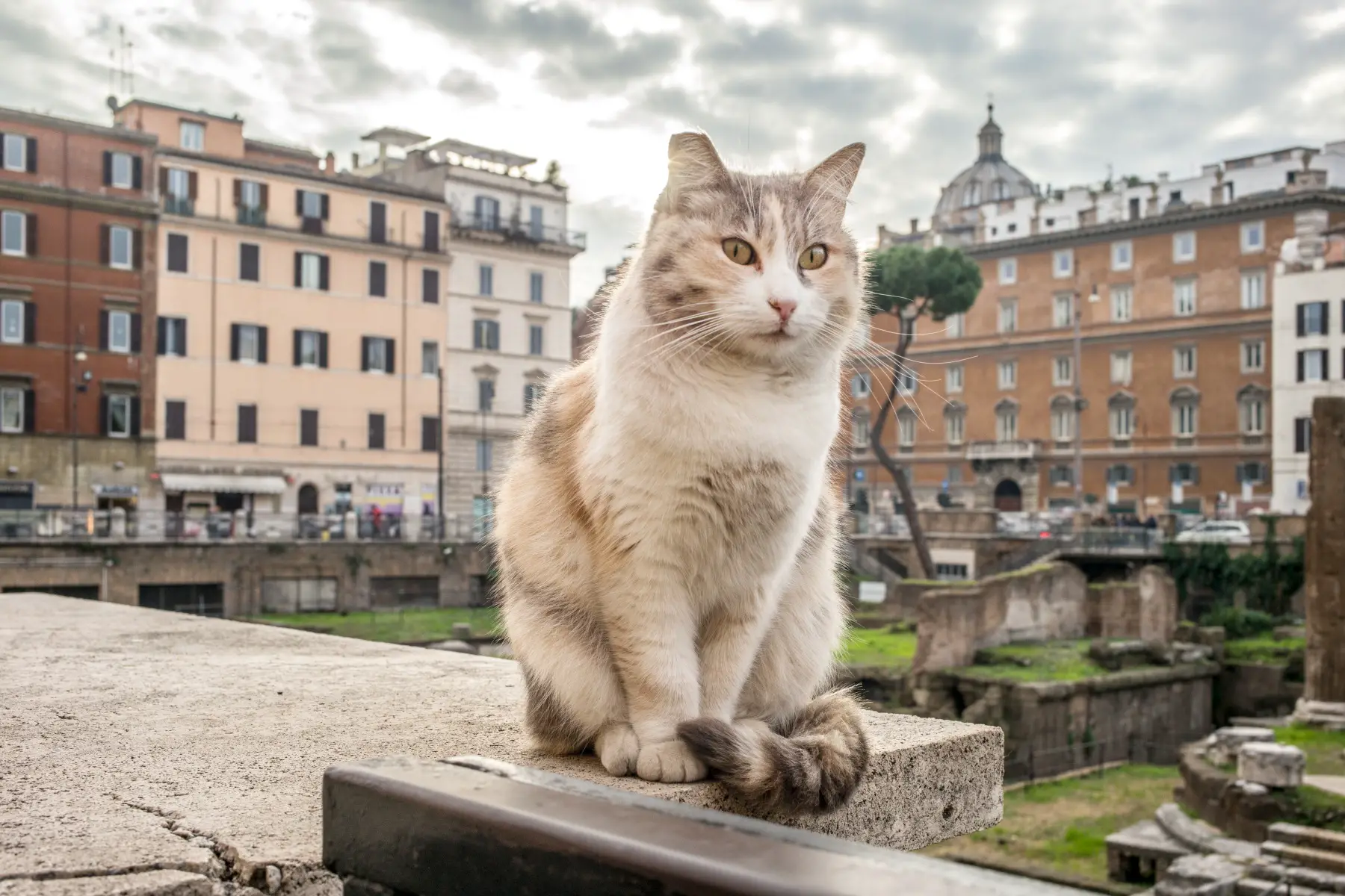 A wild cat sitting on the ruins of Largo di Torre Argentina in central Rome