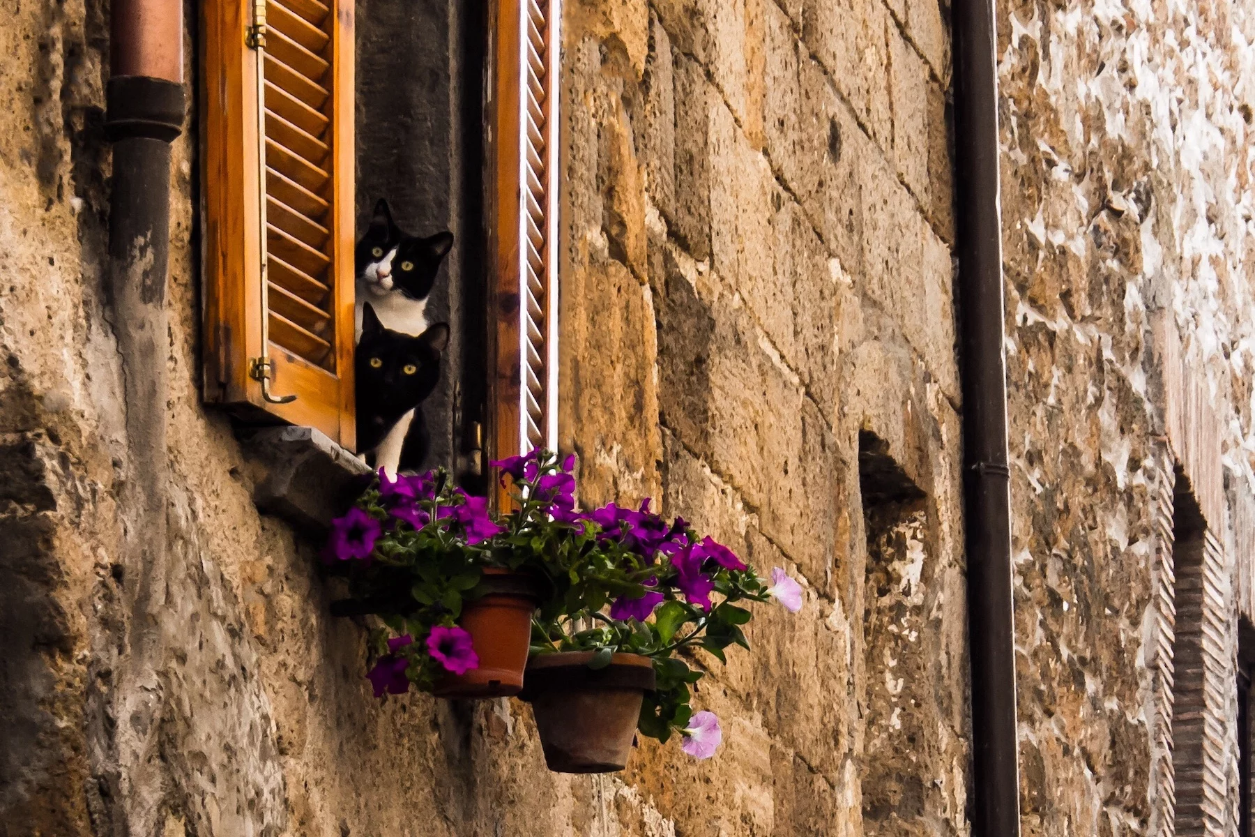 Two cats – one black and one black and white – peek out the flower-lined window of an old building