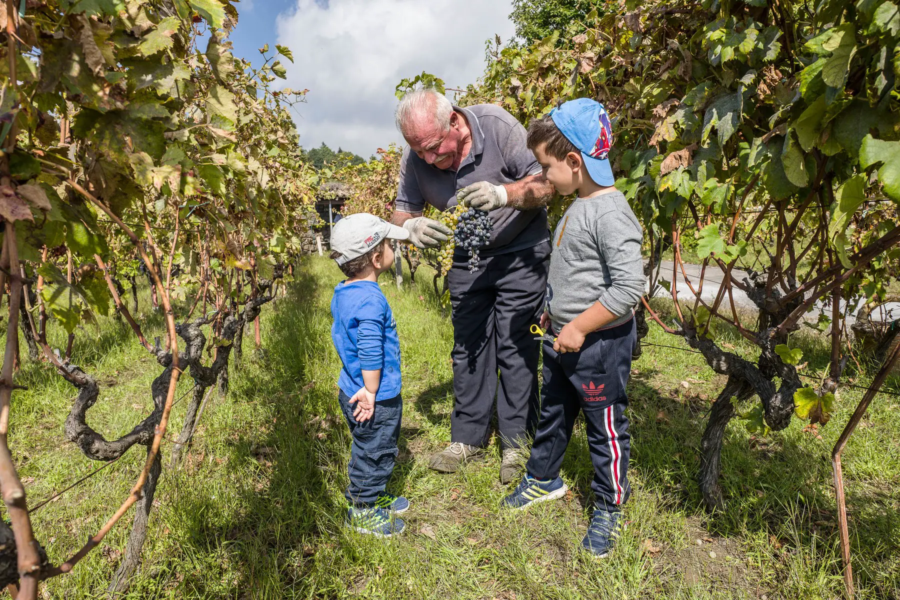 Children and grandfather picking grapes at vineyard