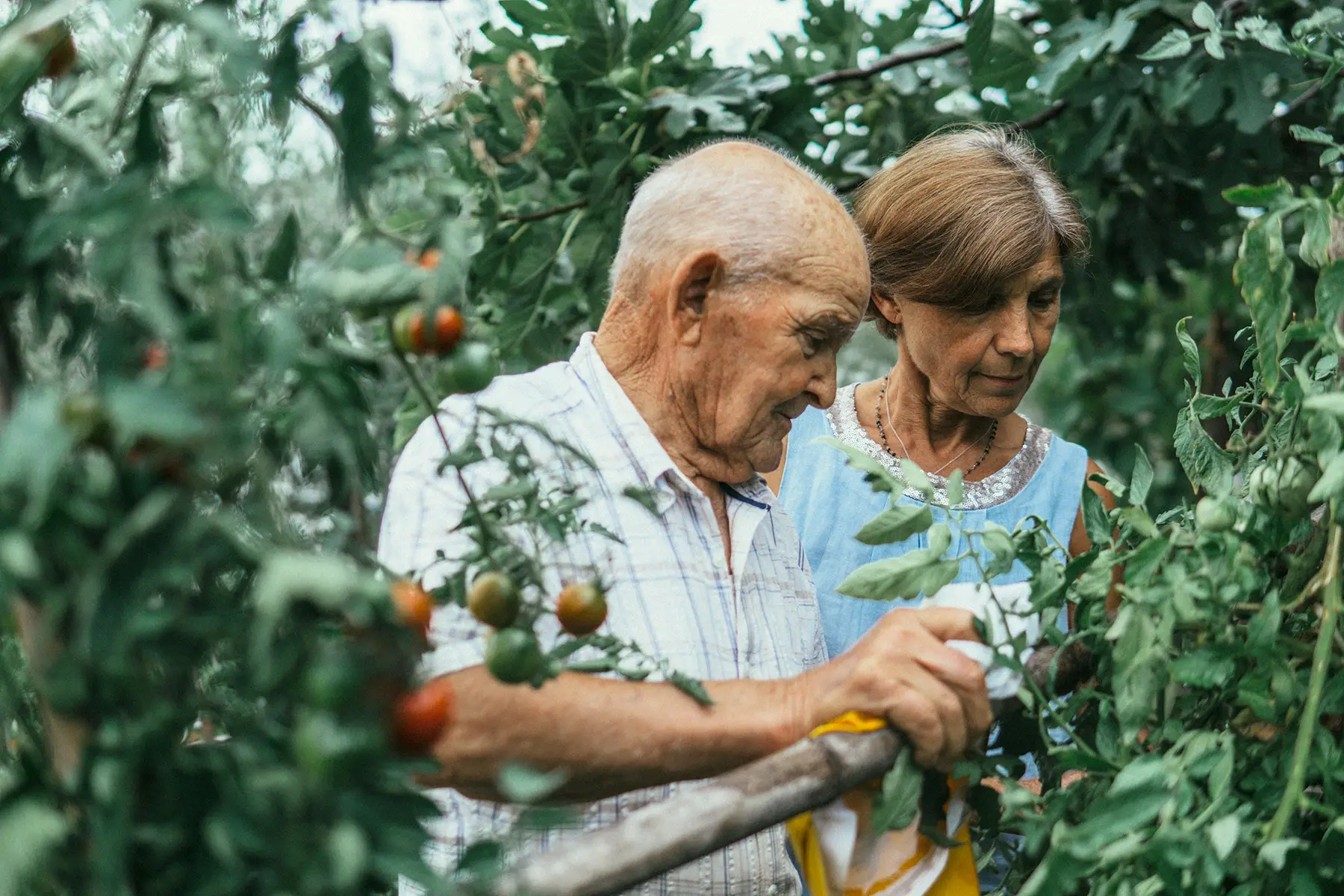 An elderly man and a mature woman picking oranges