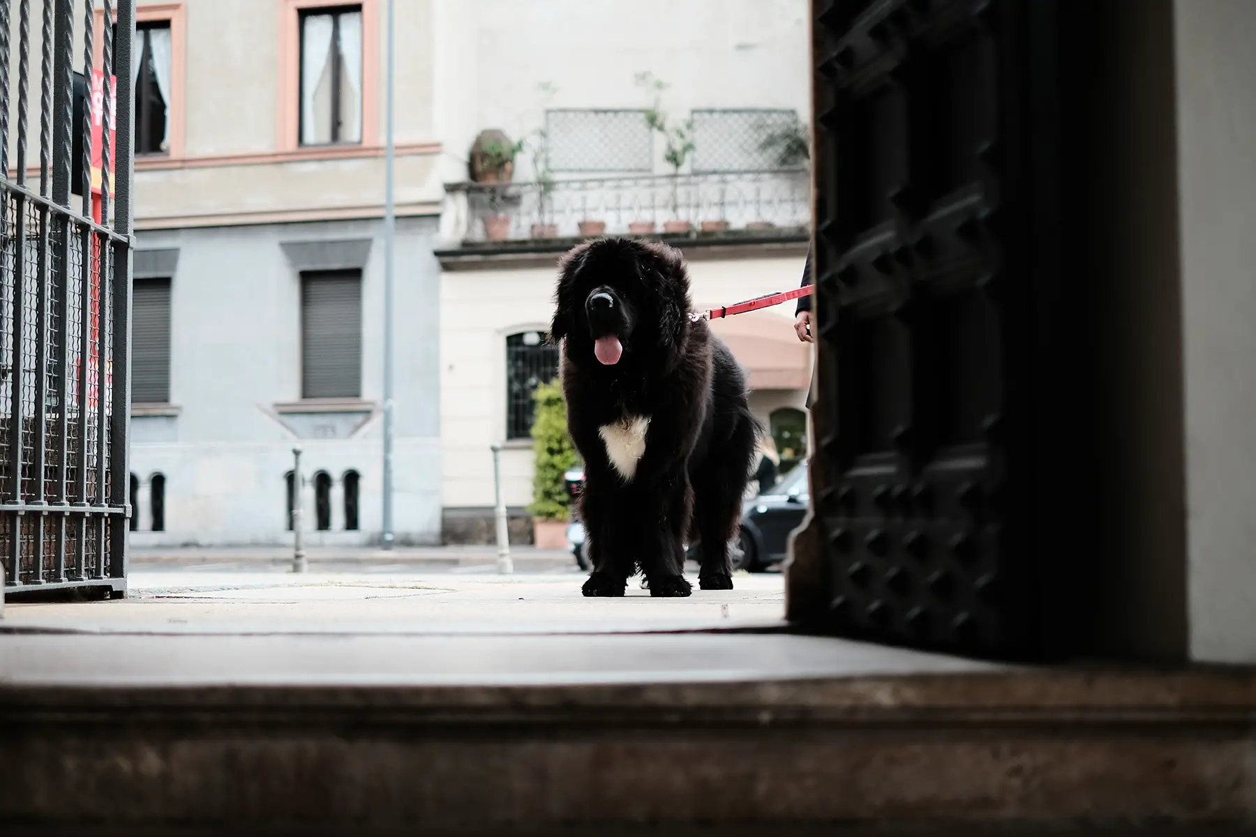 A dog standing in a doorway