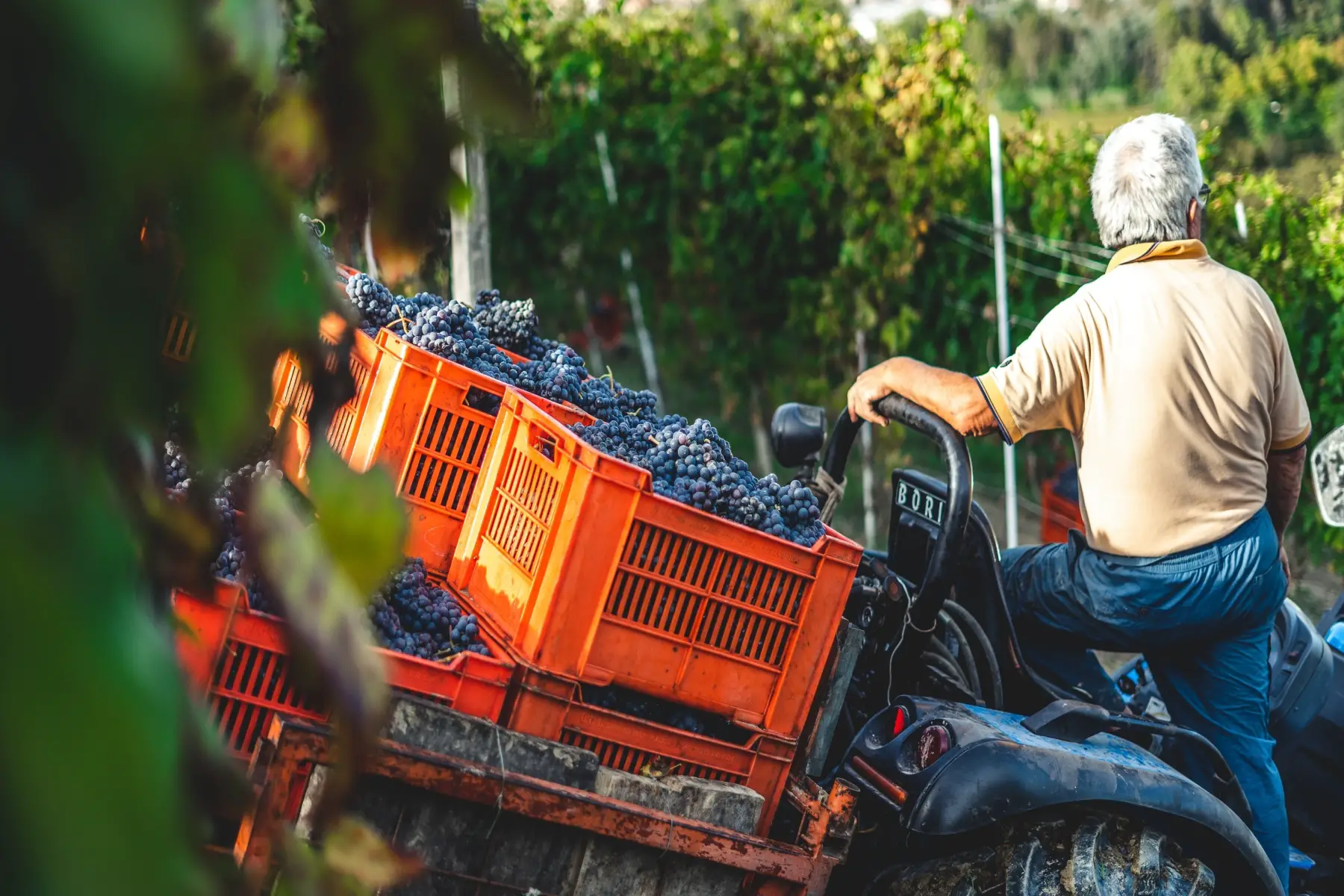 Italian wine farmer harvesting red grapes in vineyard