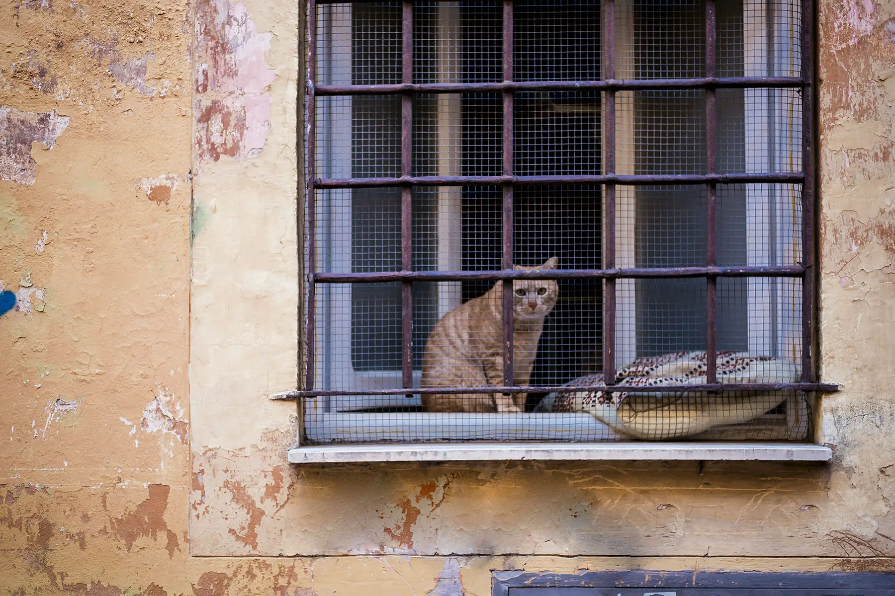 An orange cat sitting on the window sill behind bars and wire
