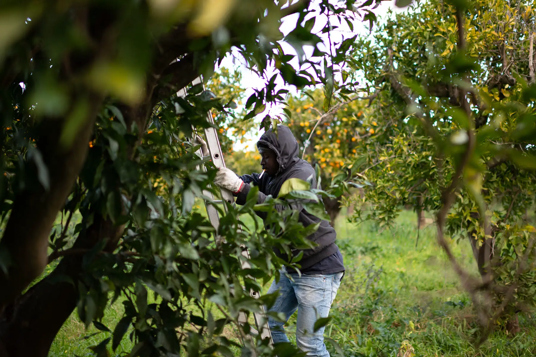 A Senegalese migrant collects oranges on the plain of Rosarno and San Ferdinando in Italy.