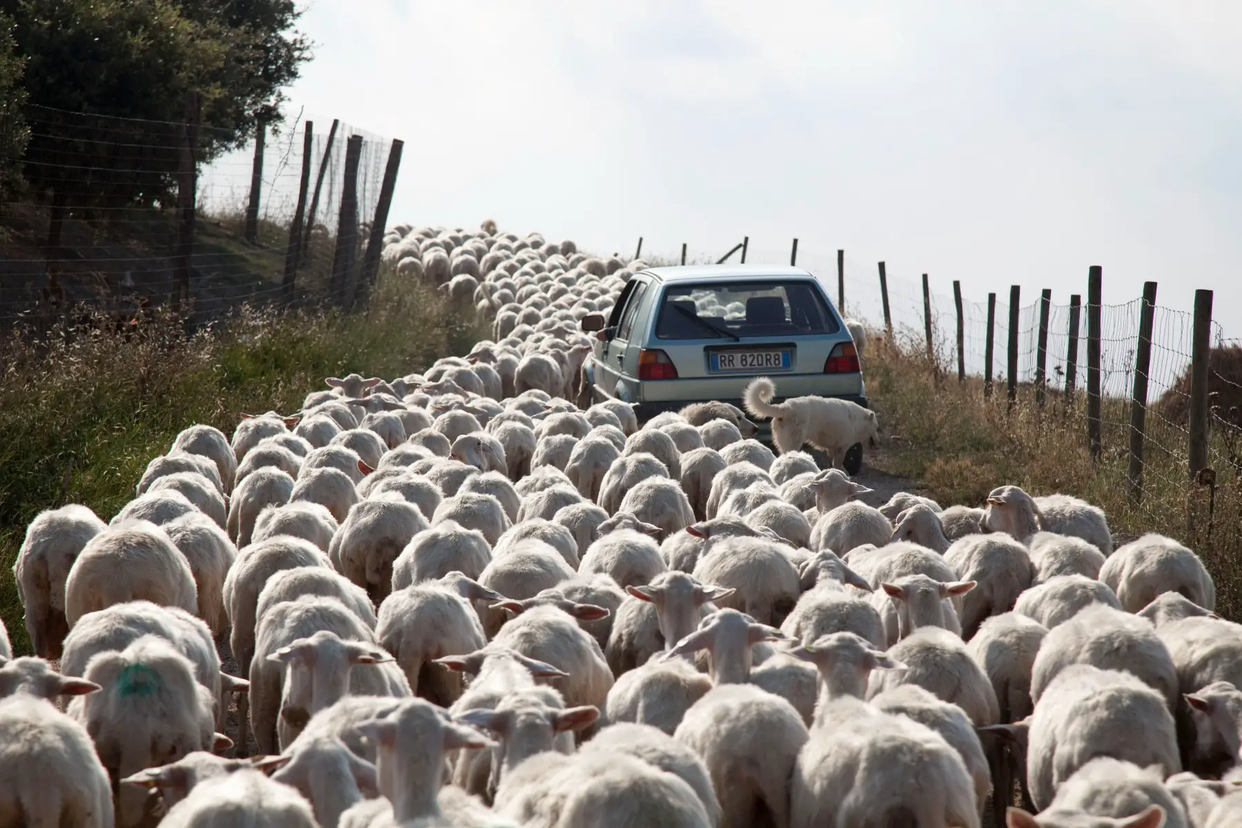 Small car is caught in a herd of sheep on a rural road in Tuscany, Italy, license plate clearly visible.