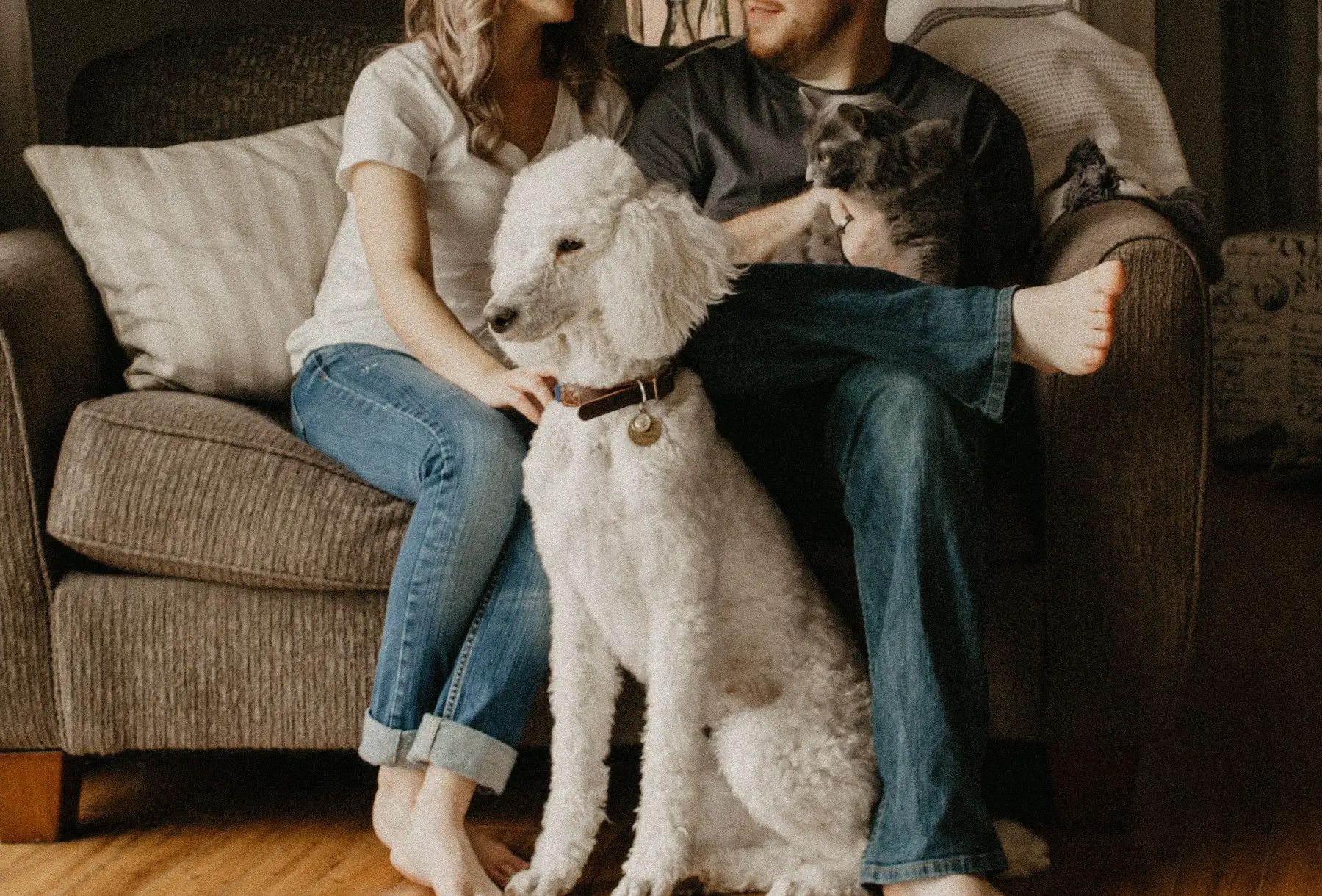 A cosy shot of a couple living together and cuddled up on the sofa with their cat and dog
