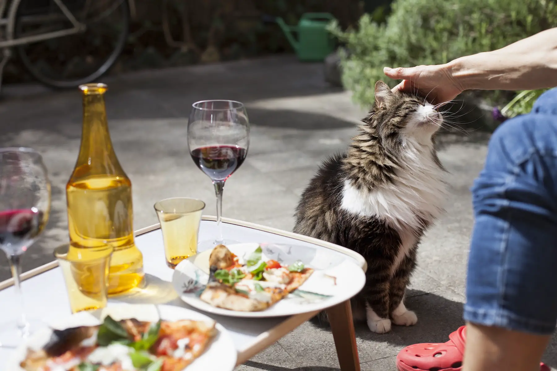 A large, long-haired cat has its head rubbed while sitting on the ground next to a table of pizza and wine