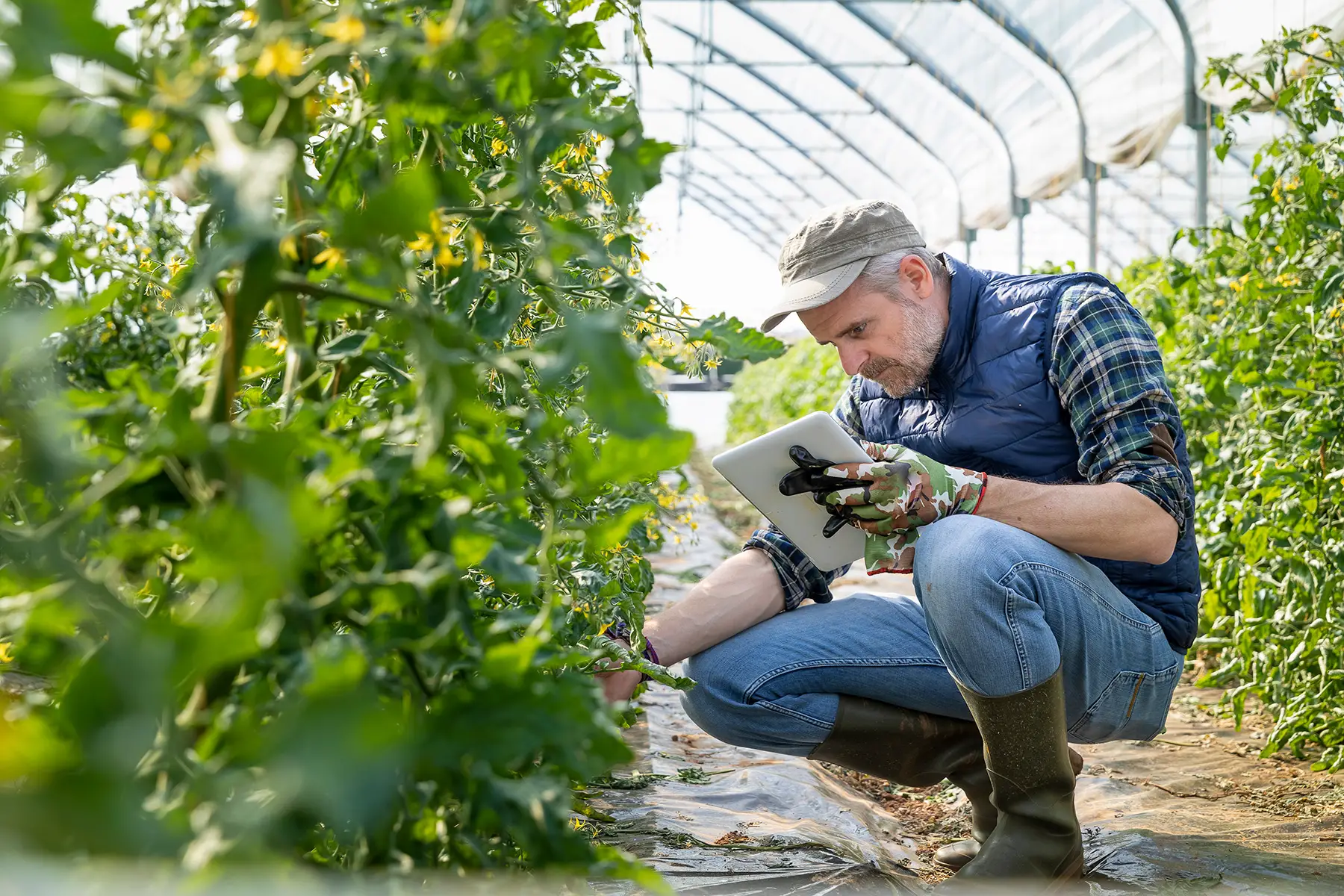 A man with a tablet crouching down to observe tomato plants