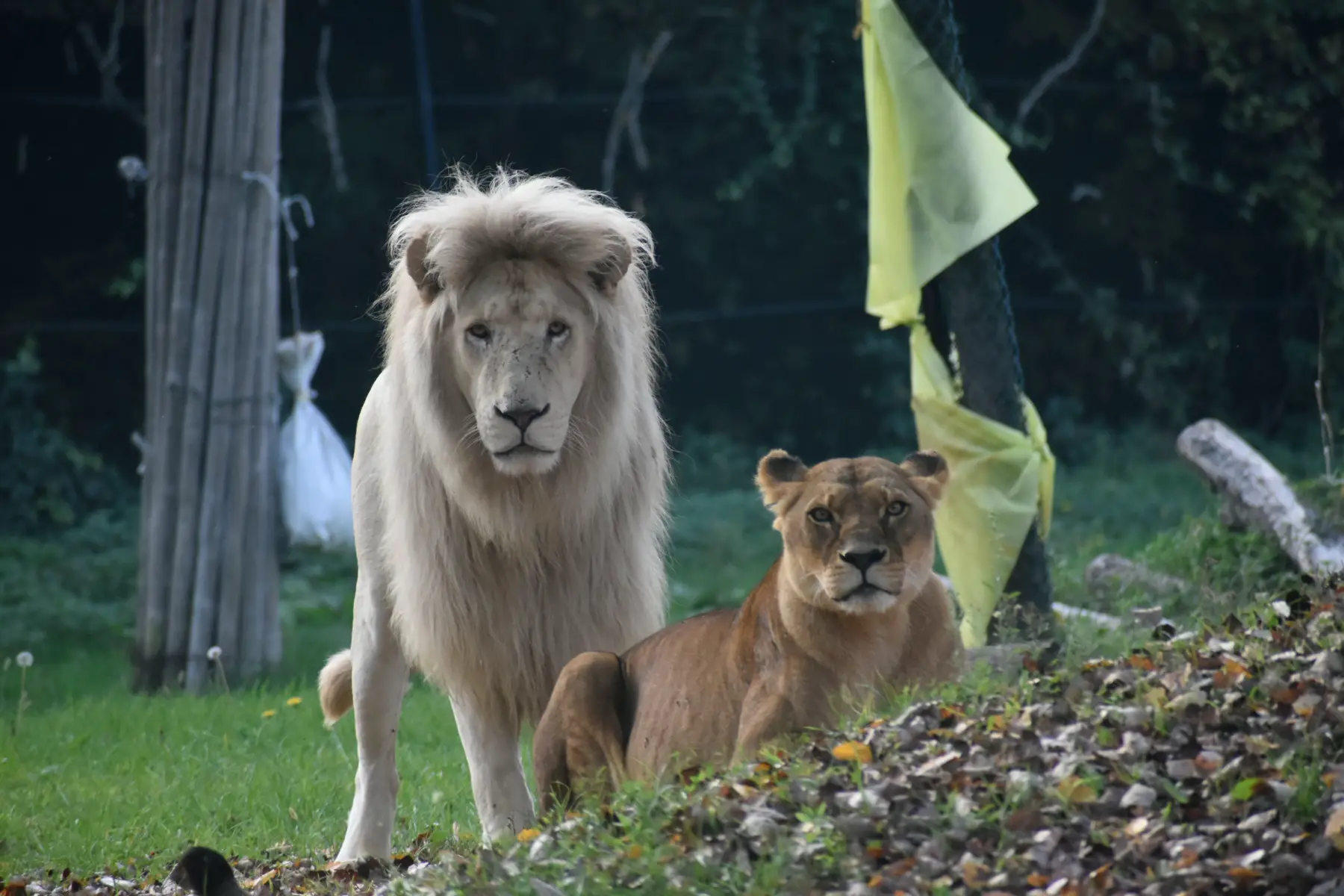 A lion and lioness relaxing in the wild at Parco Natura Viva in Italy