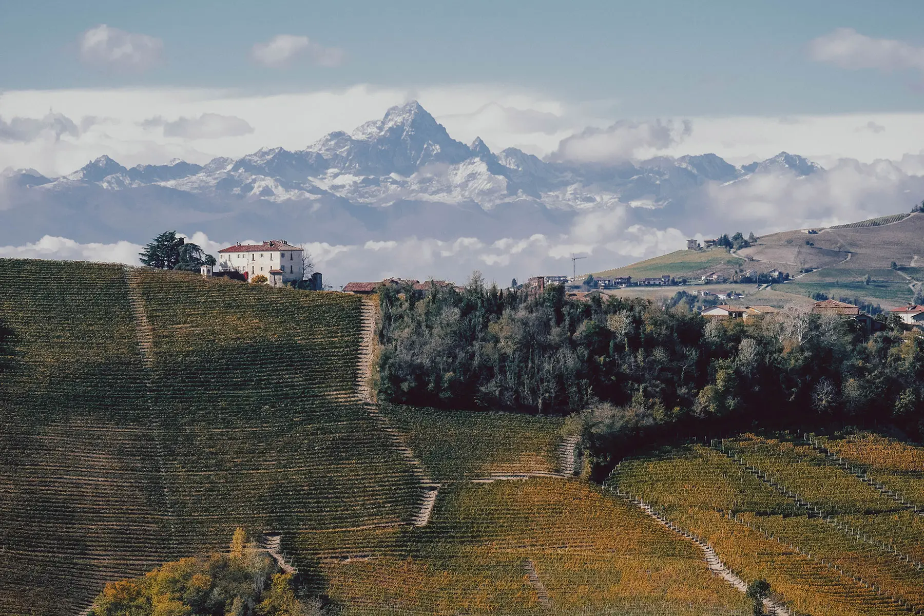 Rolling hills of vineyards in Piemonte