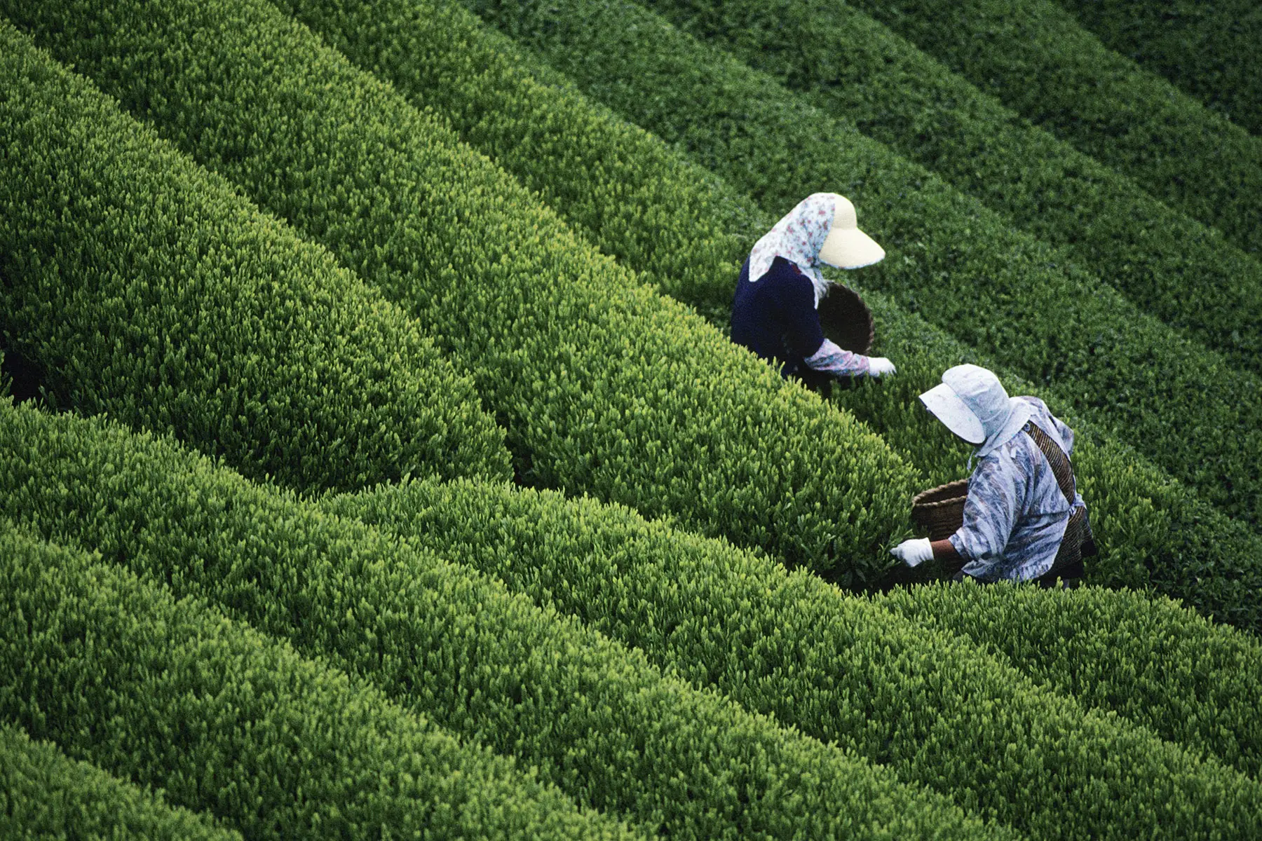 Two agricultural workers dressed in white, harvesting tea in Japan
