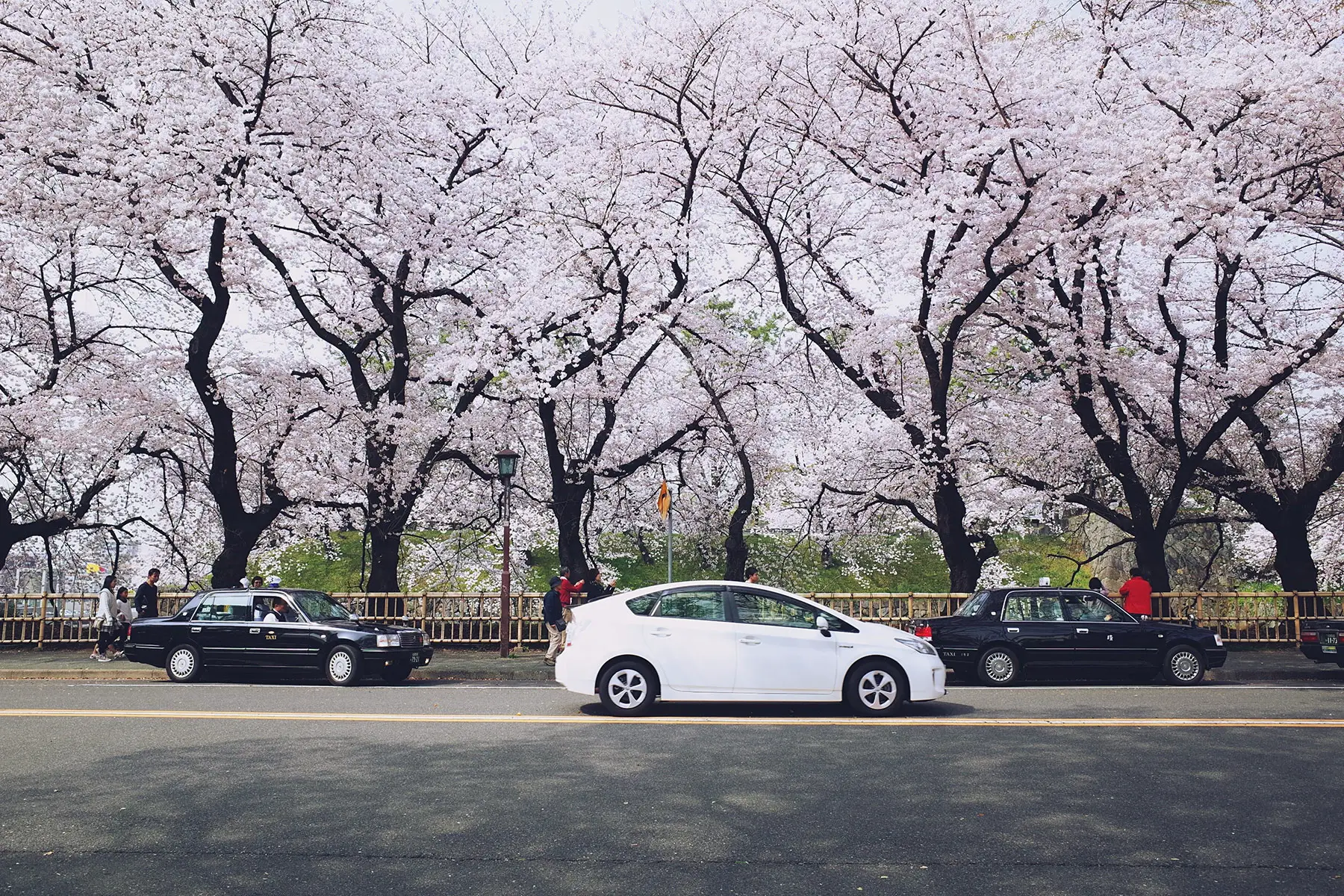 A white car and two black cars driving in front of blossoming trees